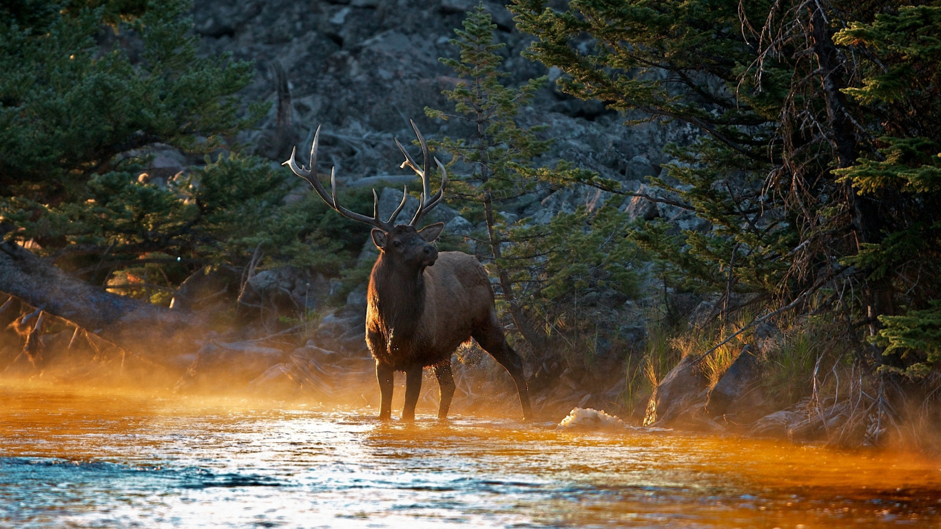 Brown Moose on Brown Grass Field During Daytime. Wallpaper in 1366x768 Resolution