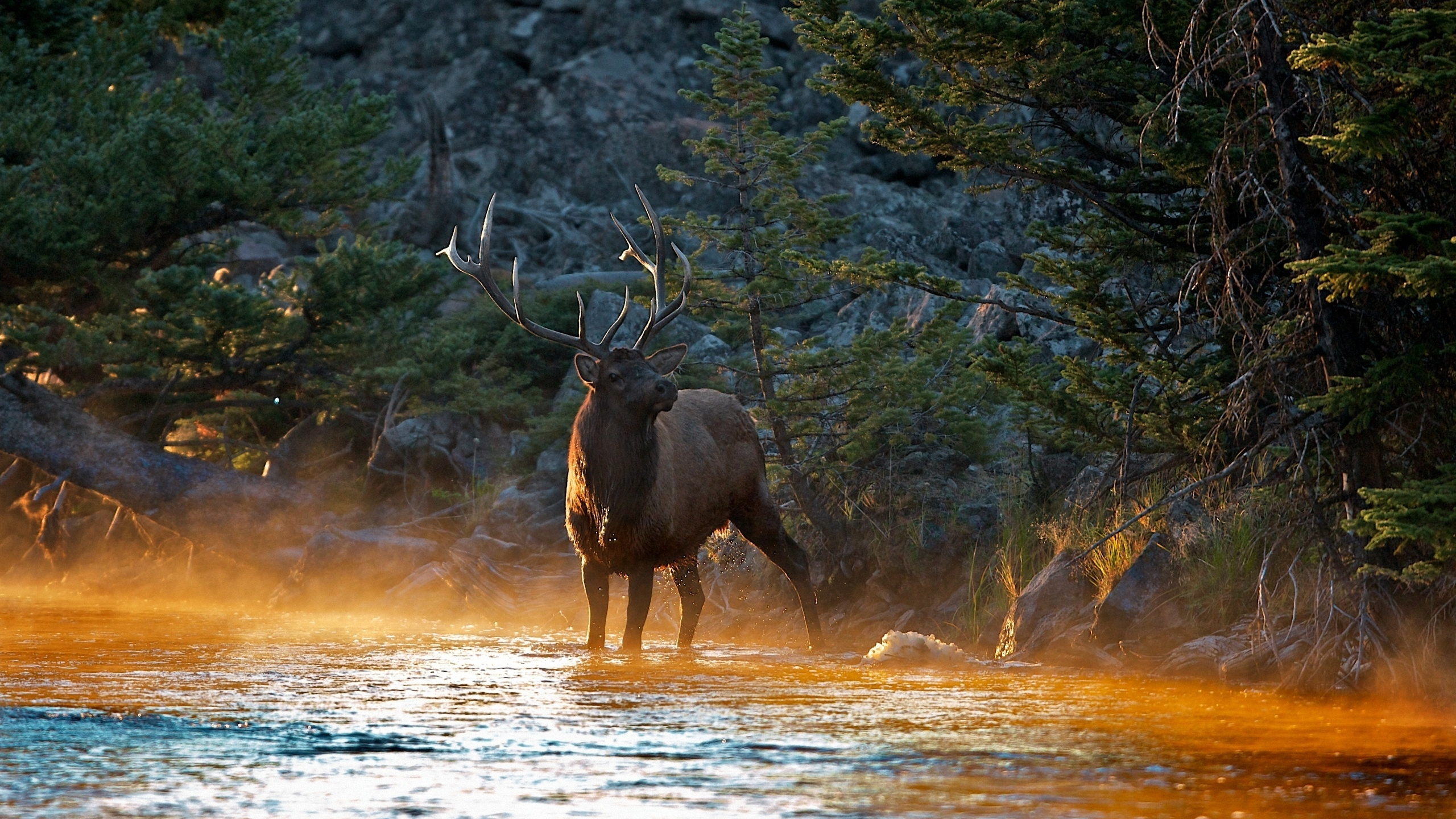 Brown Moose on Brown Grass Field During Daytime. Wallpaper in 2560x1440 Resolution
