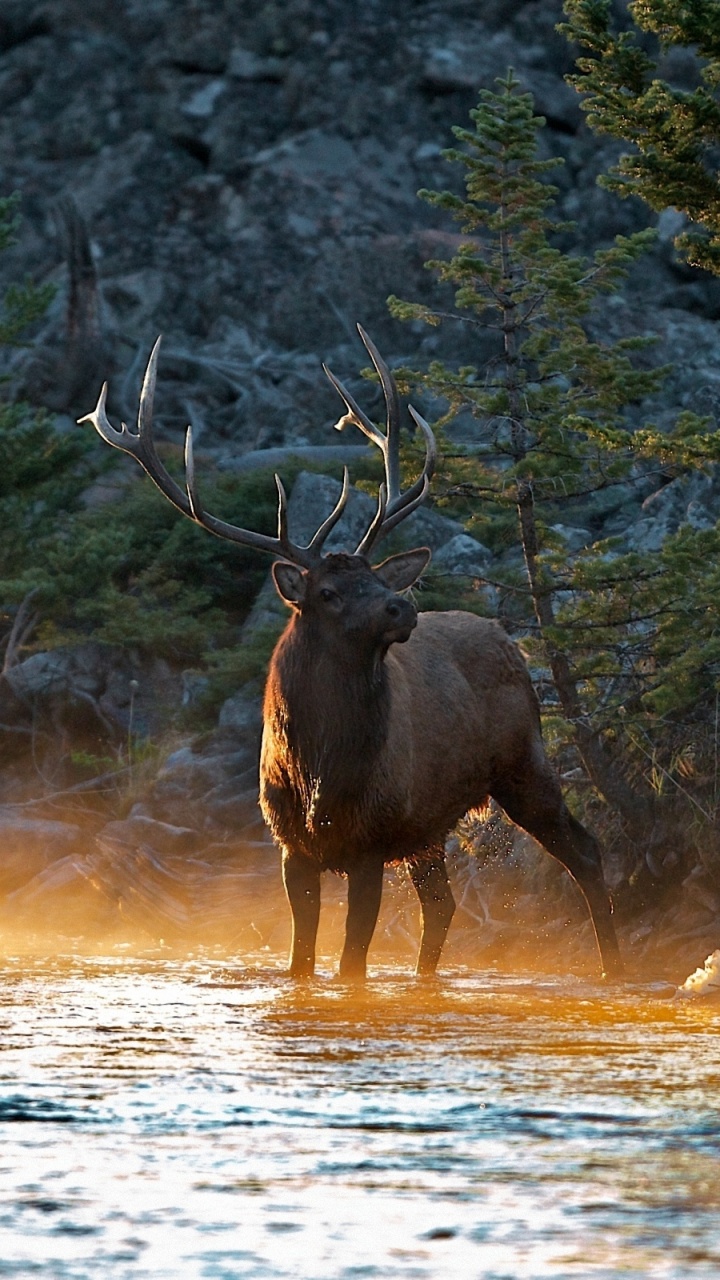 Brown Moose on Brown Grass Field During Daytime. Wallpaper in 720x1280 Resolution