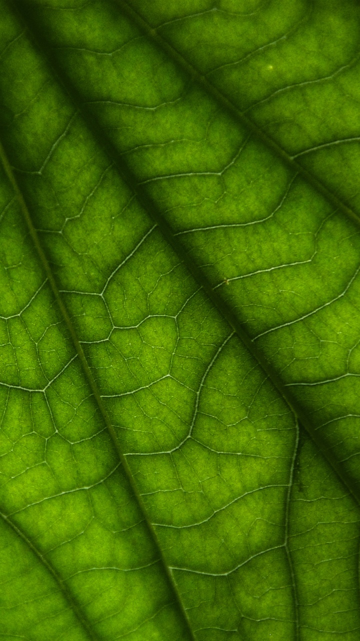 Makrofotografie Von Grünem Blatt. Wallpaper in 720x1280 Resolution