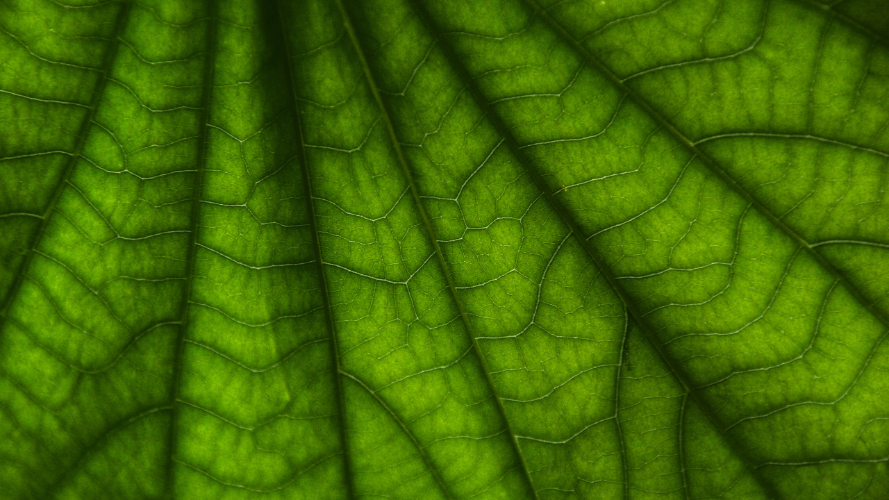 Macro Photographie de Feuille Verte. Wallpaper in 1280x720 Resolution