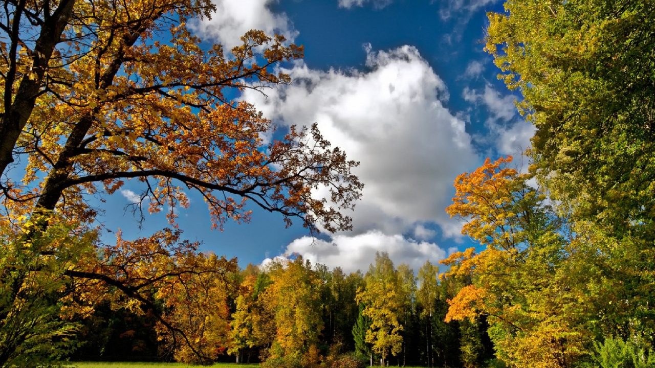 Grüne Und Gelbe Bäume Unter Blauem Himmel Und Weißen Wolken Tagsüber. Wallpaper in 1280x720 Resolution