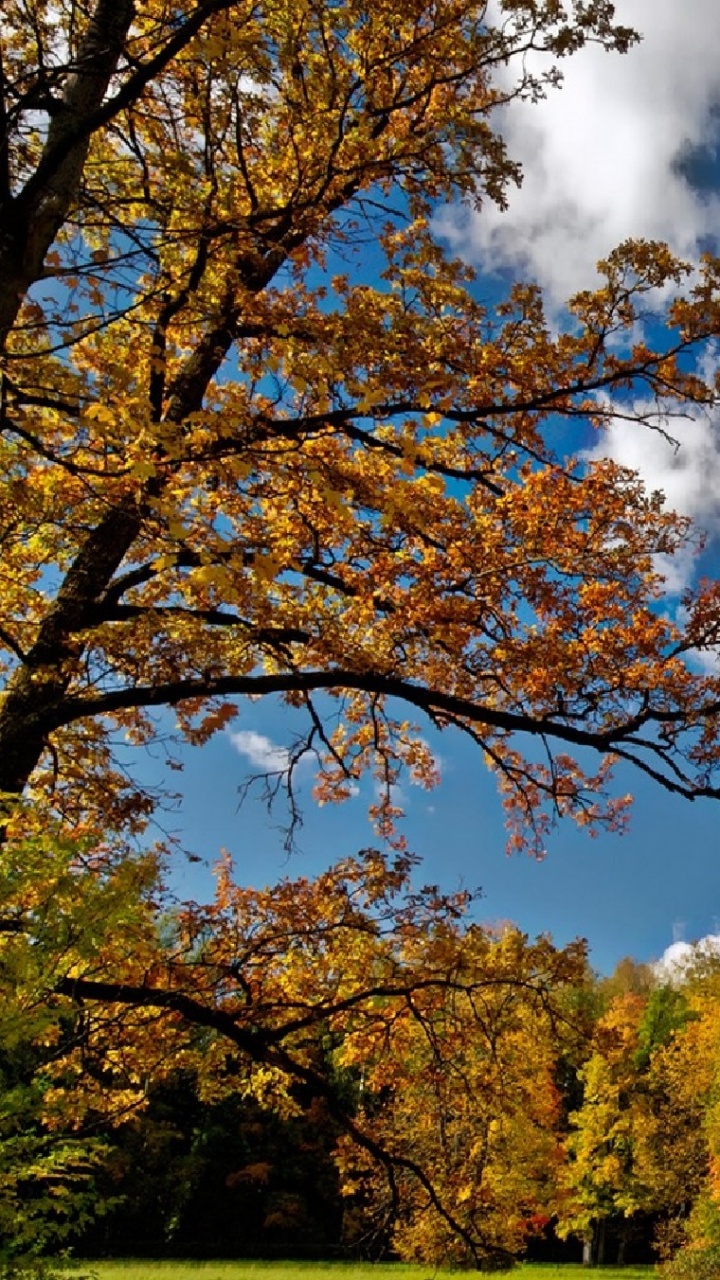 Arbres Verts et Jaunes Sous Ciel Bleu et Nuages Blancs Pendant la Journée. Wallpaper in 720x1280 Resolution