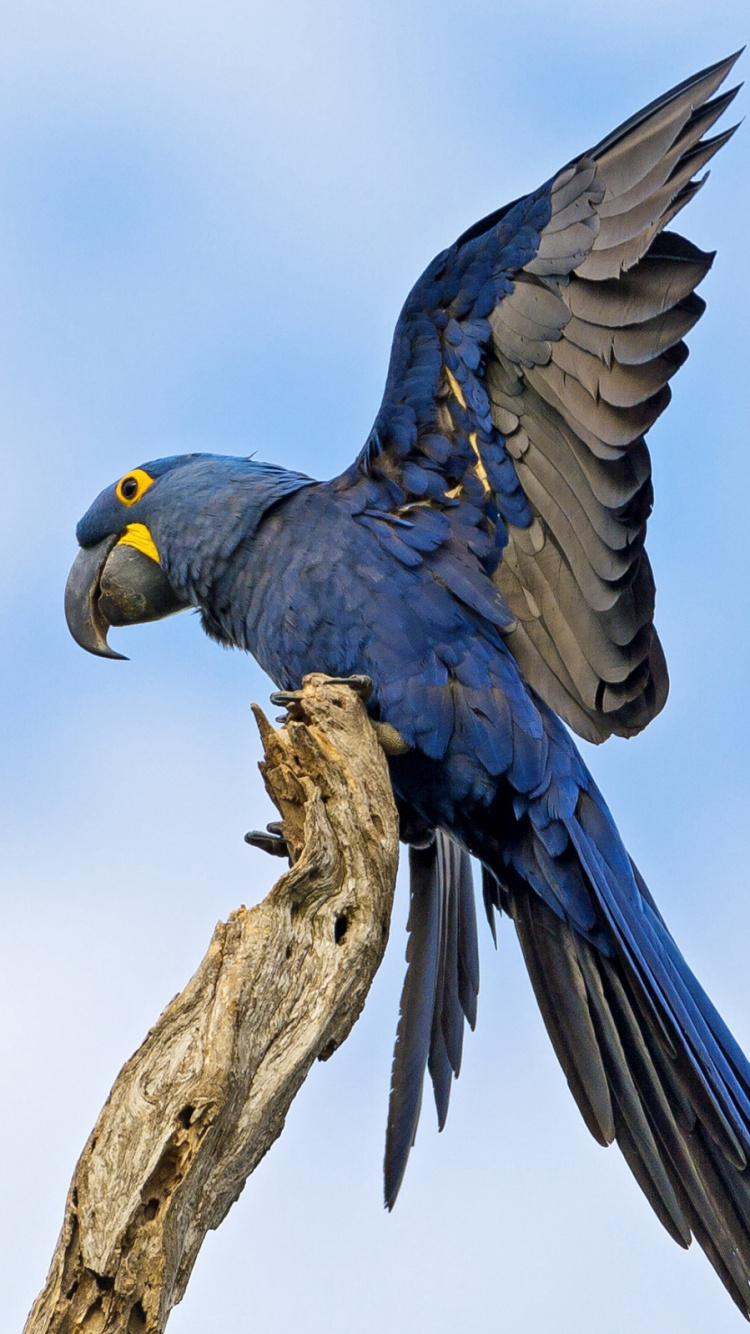 Blue and Yellow Bird on Brown Tree Branch. Wallpaper in 750x1334 Resolution