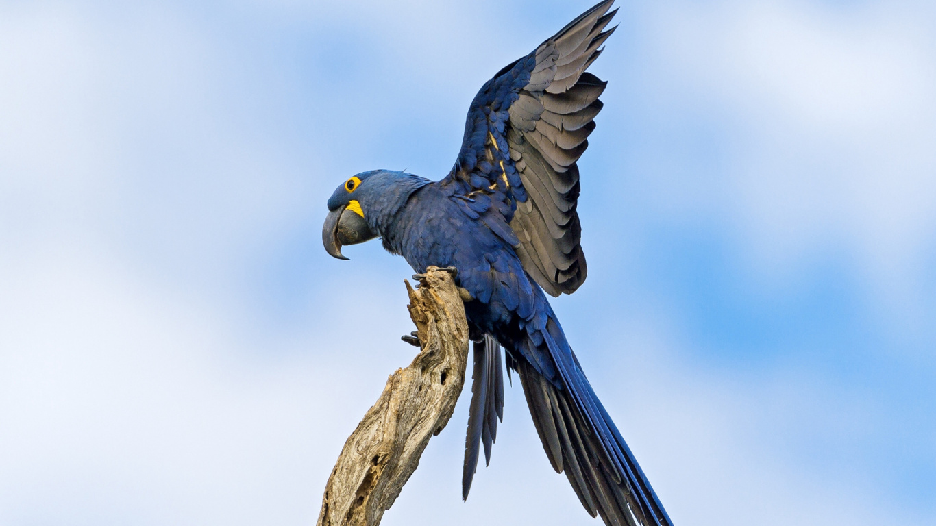 Oiseau Bleu et Jaune Sur Une Branche D'arbre Marron. Wallpaper in 1366x768 Resolution