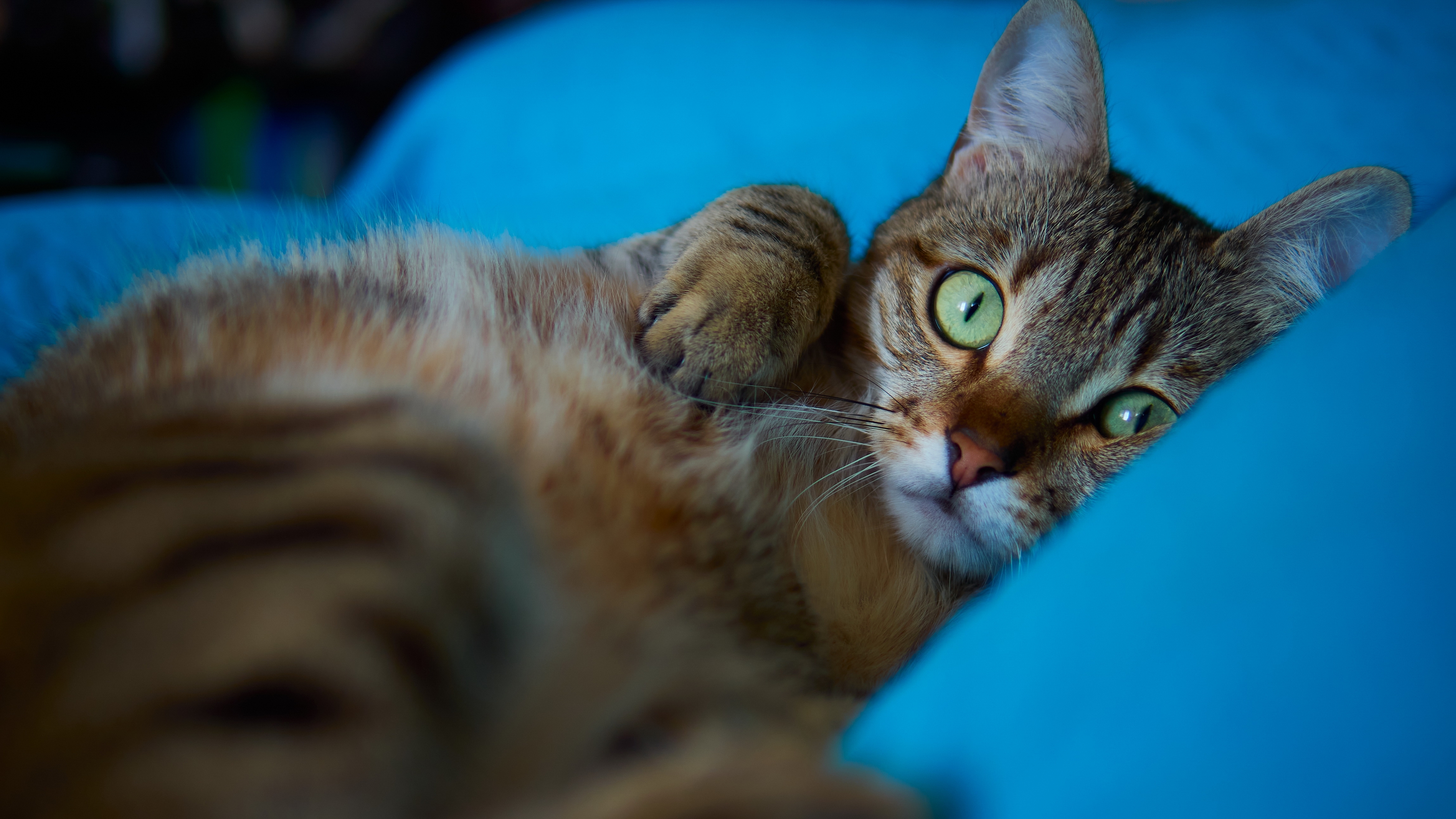 胡须, 爱琴的猫, 小猫, 龙丽, 欧洲短毛猫 壁纸 3840x2160 允许