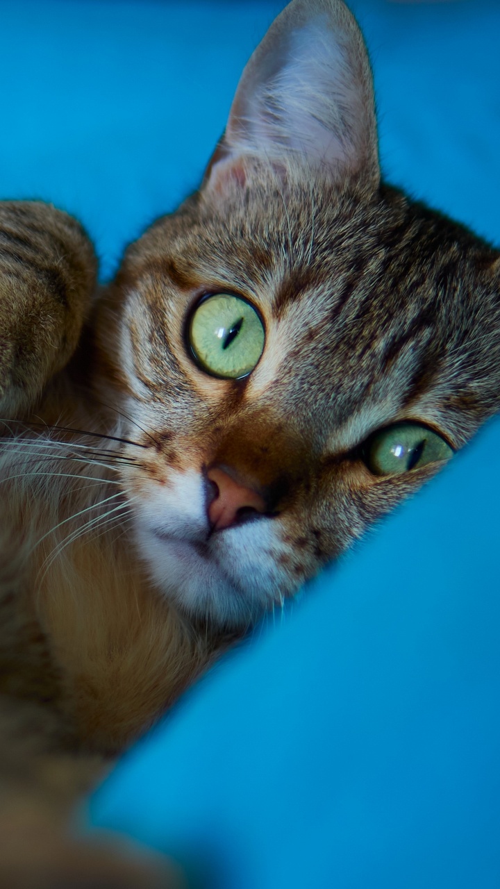 胡须, 爱琴的猫, 小猫, 龙丽, 欧洲短毛猫 壁纸 720x1280 允许