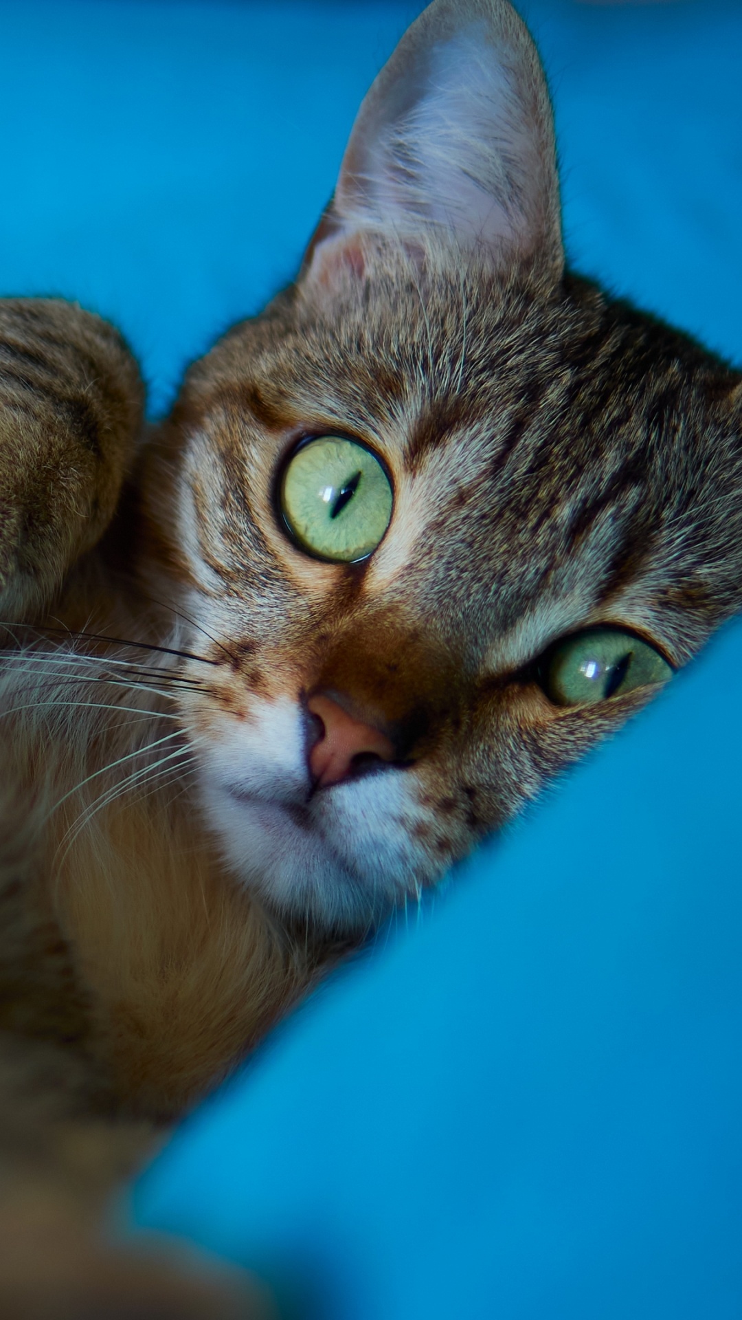 Whiskers, Aegean Cat, Kitten, Dragon Li, European Shorthair. Wallpaper in 1080x1920 Resolution