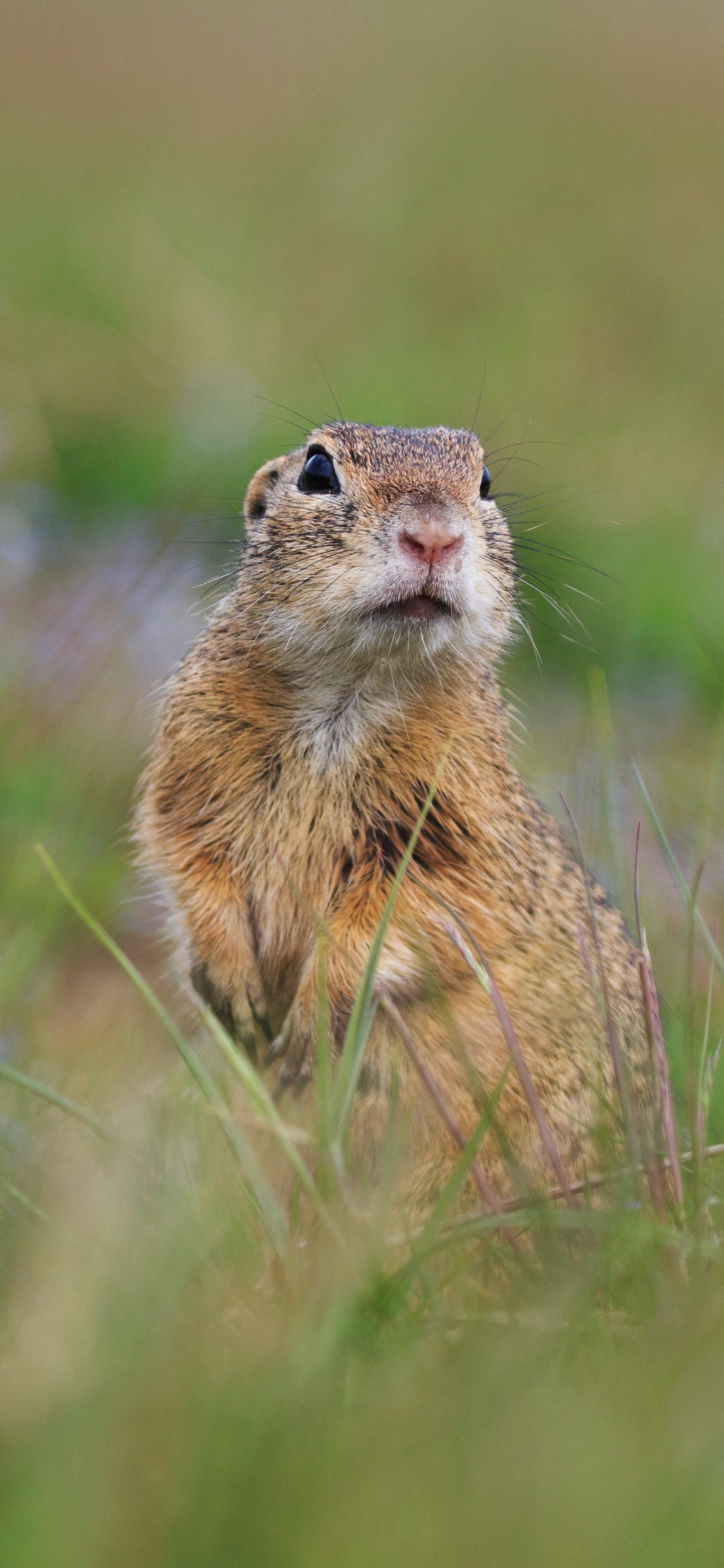 Brown Rodent on Green Grass During Daytime. Wallpaper in 1125x2436 Resolution