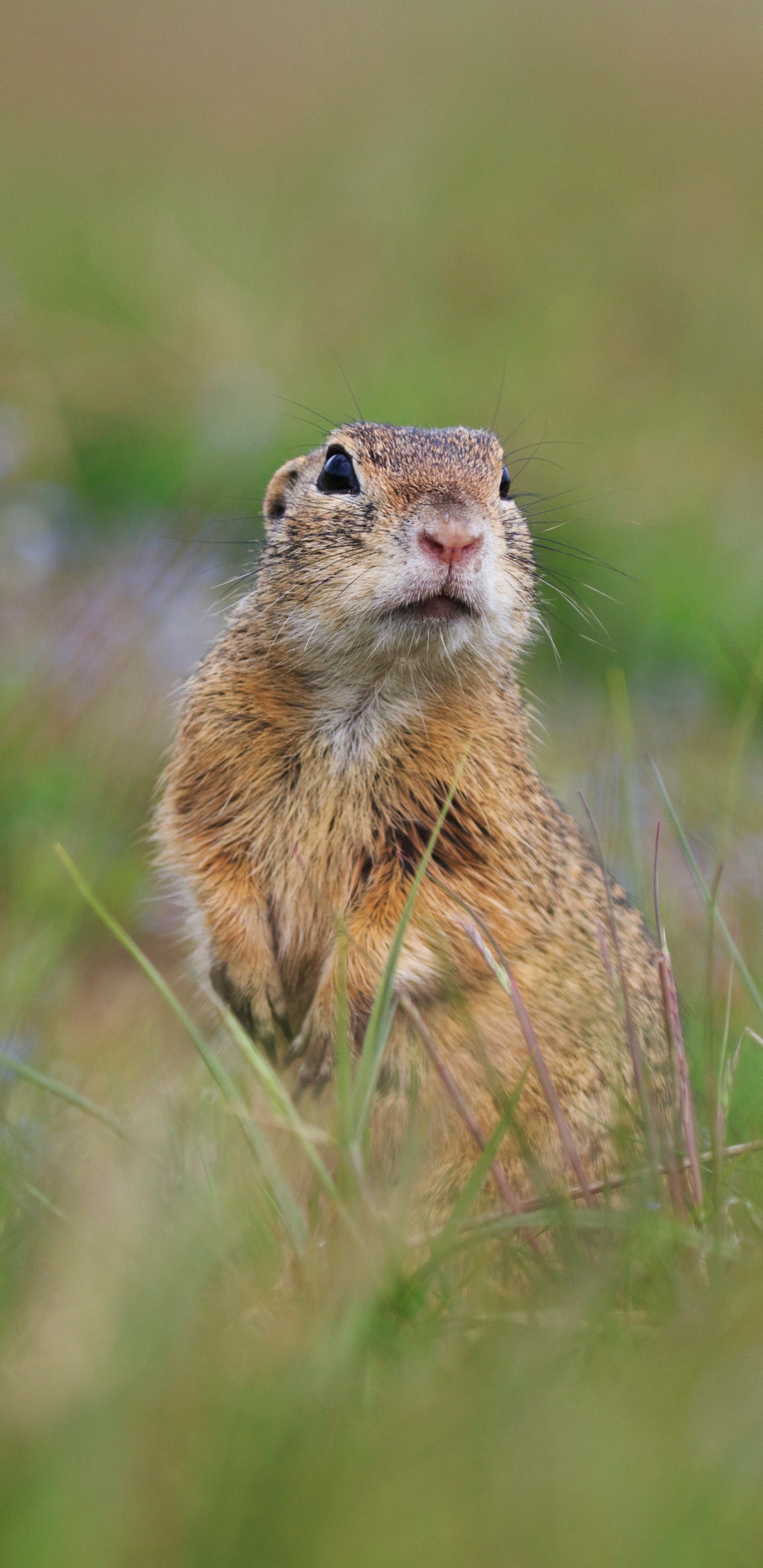 Brown Rodent on Green Grass During Daytime. Wallpaper in 1440x2960 Resolution