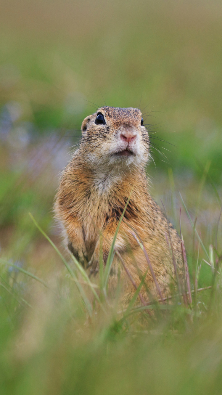 Brown Rodent on Green Grass During Daytime. Wallpaper in 750x1334 Resolution