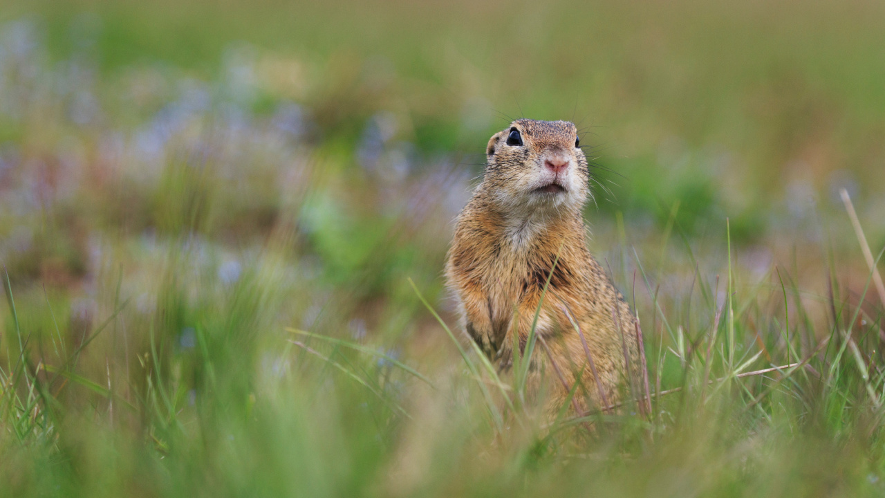 Rongeur Brun Sur L'herbe Verte Pendant la Journée. Wallpaper in 1280x720 Resolution