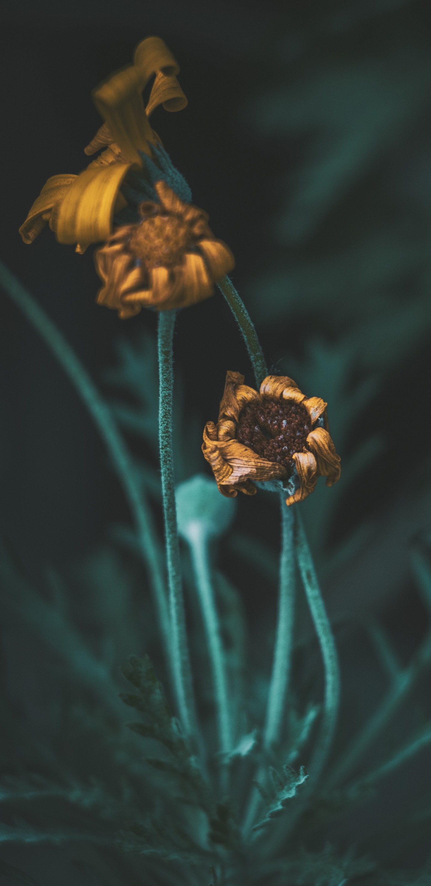 Yellow Flower in Tilt Shift Lens. Wallpaper in 1440x2960 Resolution