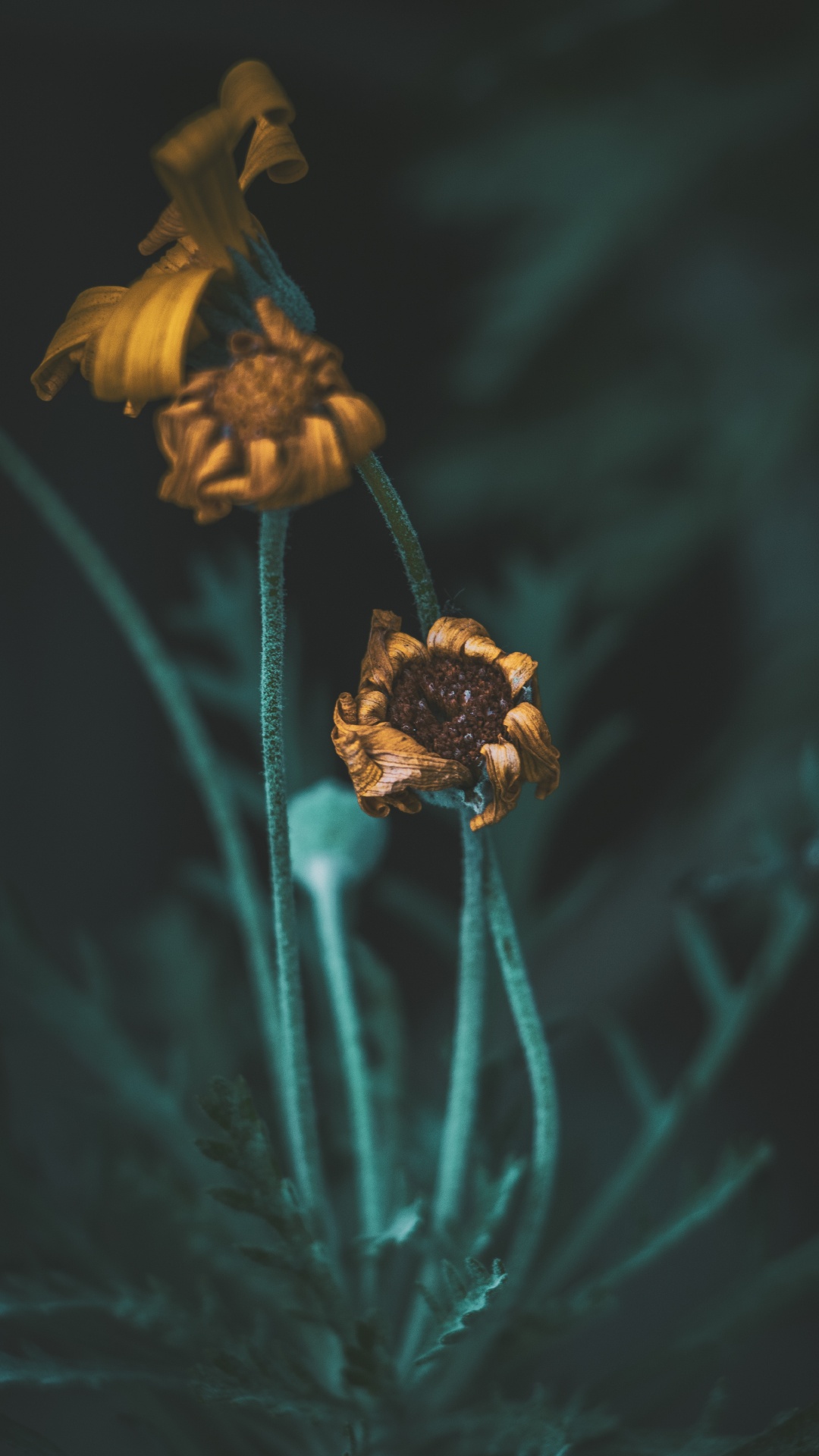 Gelbe Blume in Tilt-Shift-Linse. Wallpaper in 1080x1920 Resolution