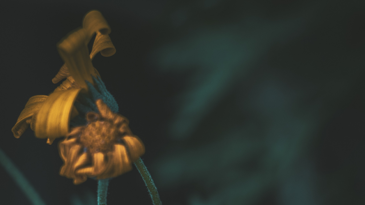 Gelbe Blume in Tilt-Shift-Linse. Wallpaper in 1280x720 Resolution