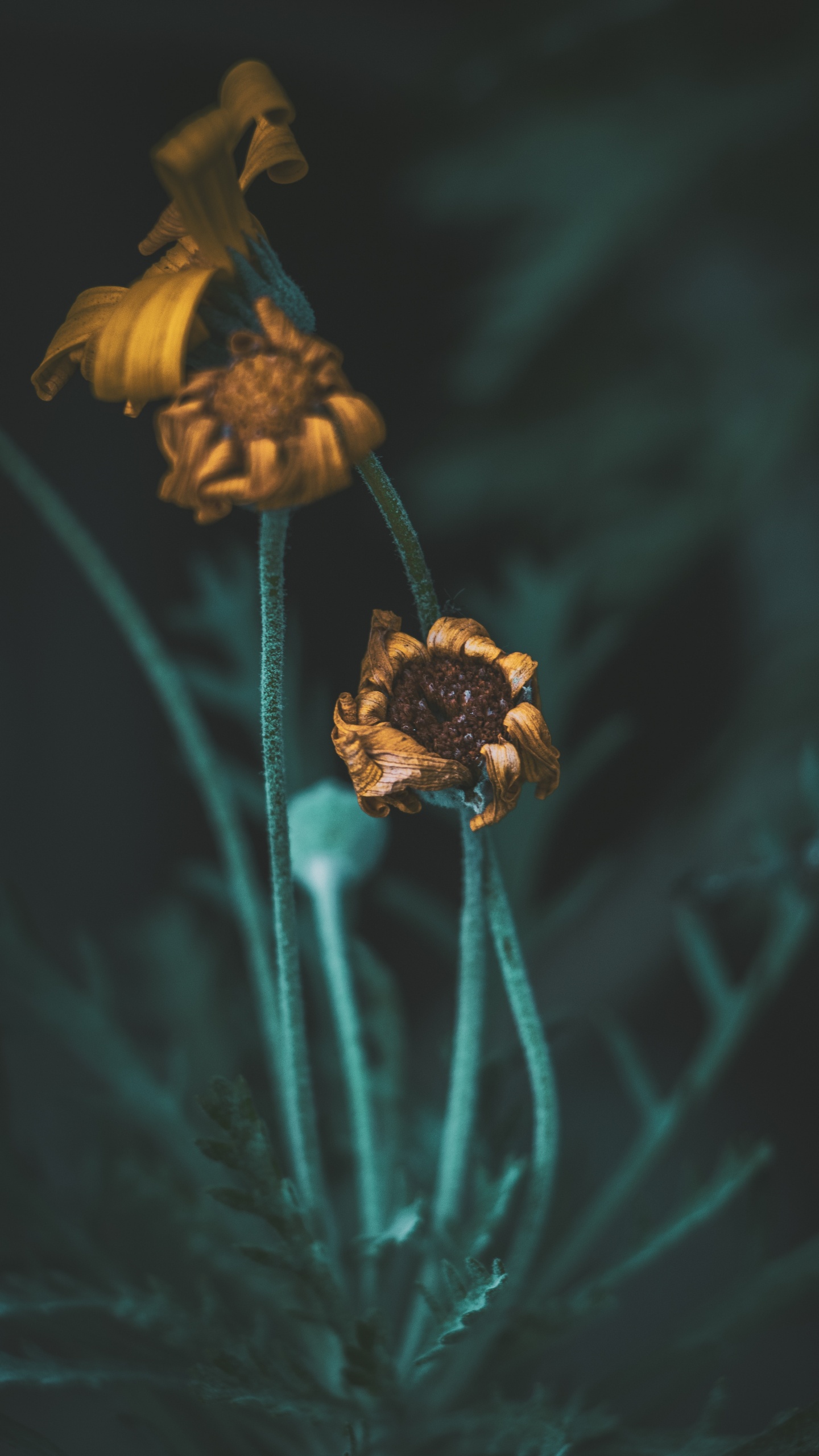 Gelbe Blume in Tilt-Shift-Linse. Wallpaper in 1440x2560 Resolution
