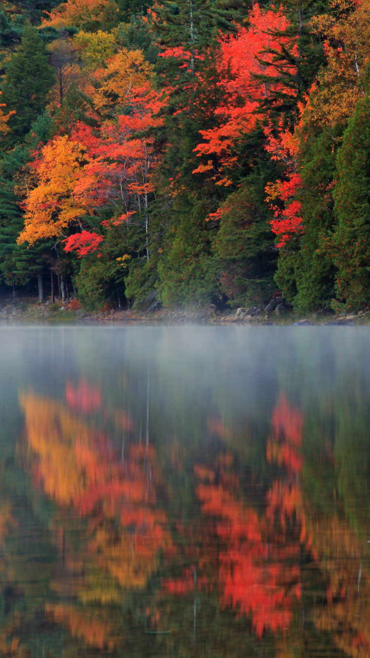 Arbres Verts et Rouges au Bord du Lac Pendant la Journée. Wallpaper in 750x1334 Resolution