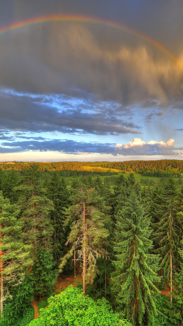 Grüne Kiefern Unter Regenbogen Und Blauem Himmel. Wallpaper in 750x1334 Resolution