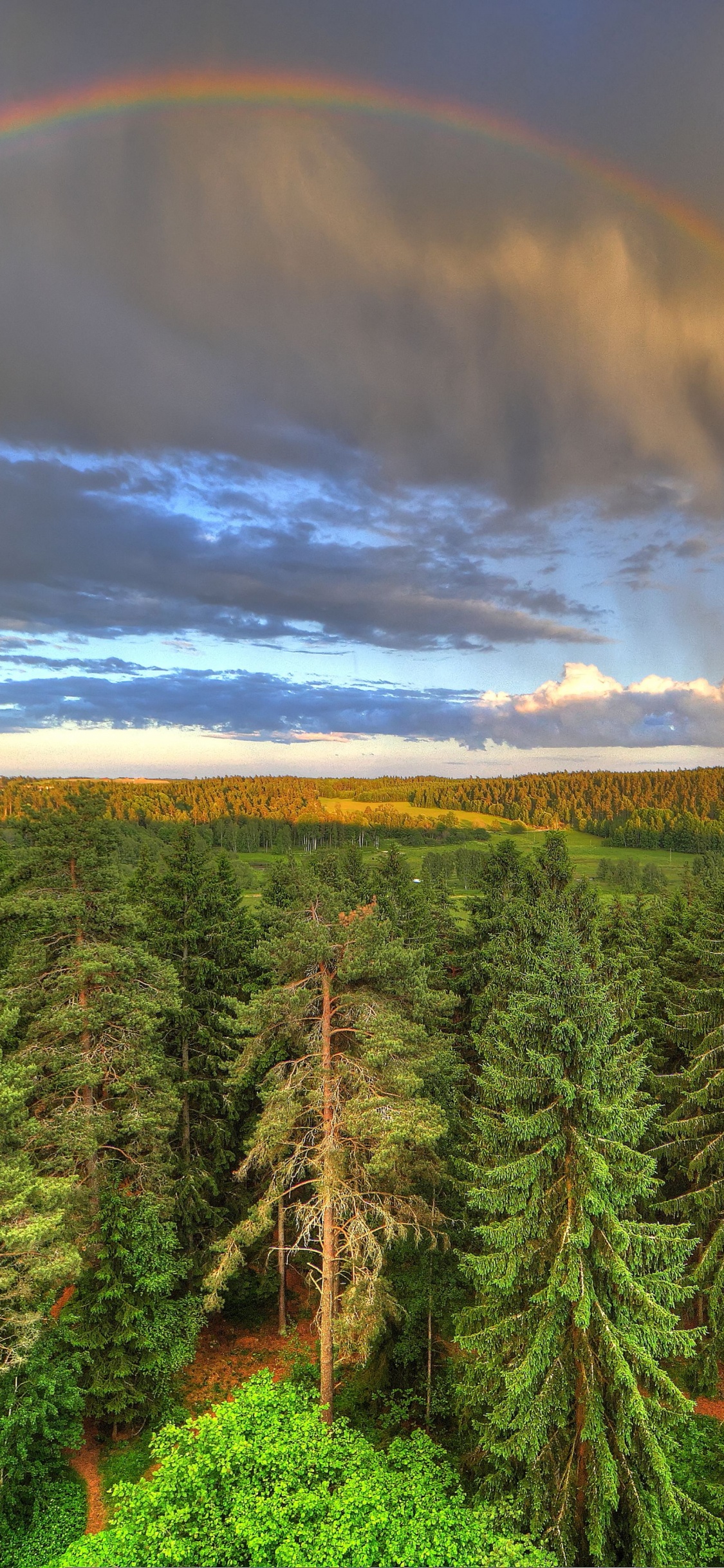 Green Pine Trees Under Rainbow and Blue Sky. Wallpaper in 1125x2436 Resolution