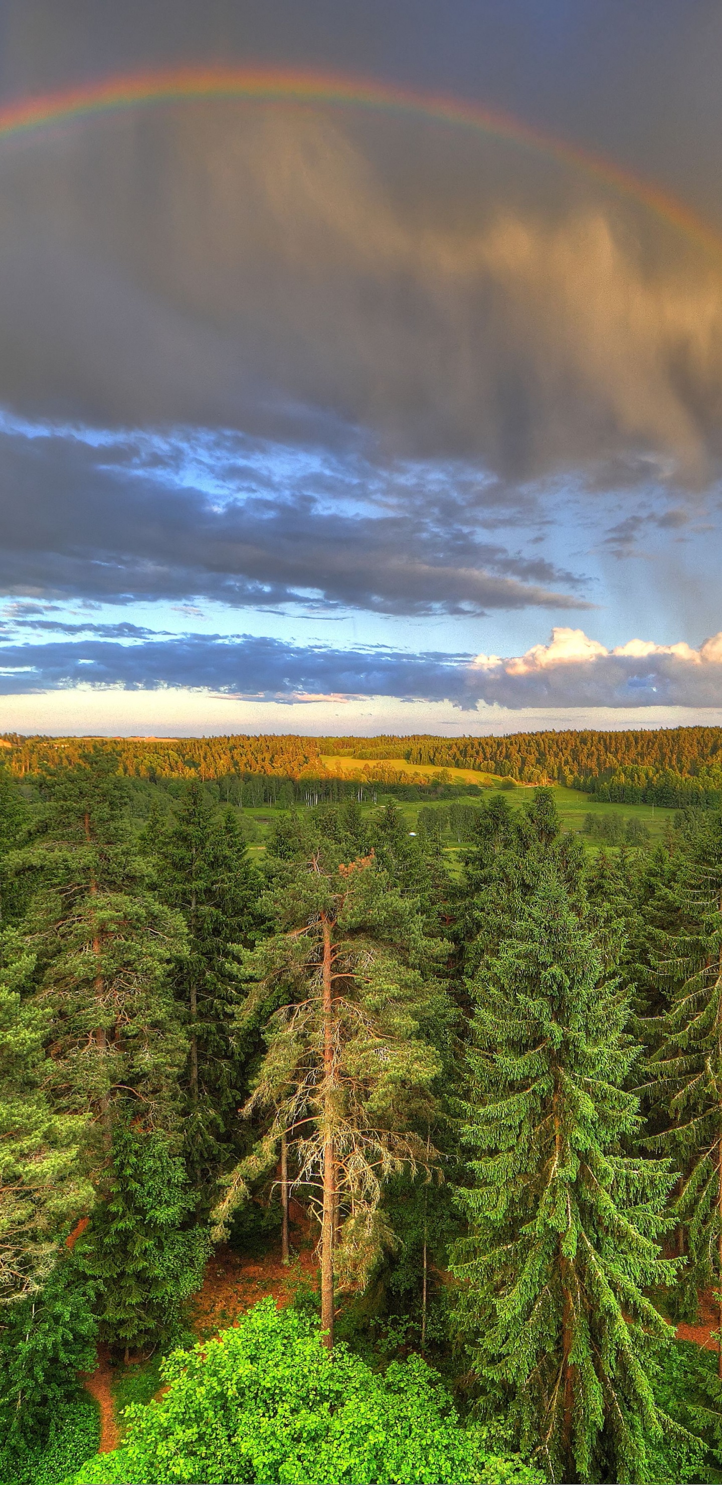 Green Pine Trees Under Rainbow and Blue Sky. Wallpaper in 1440x2960 Resolution