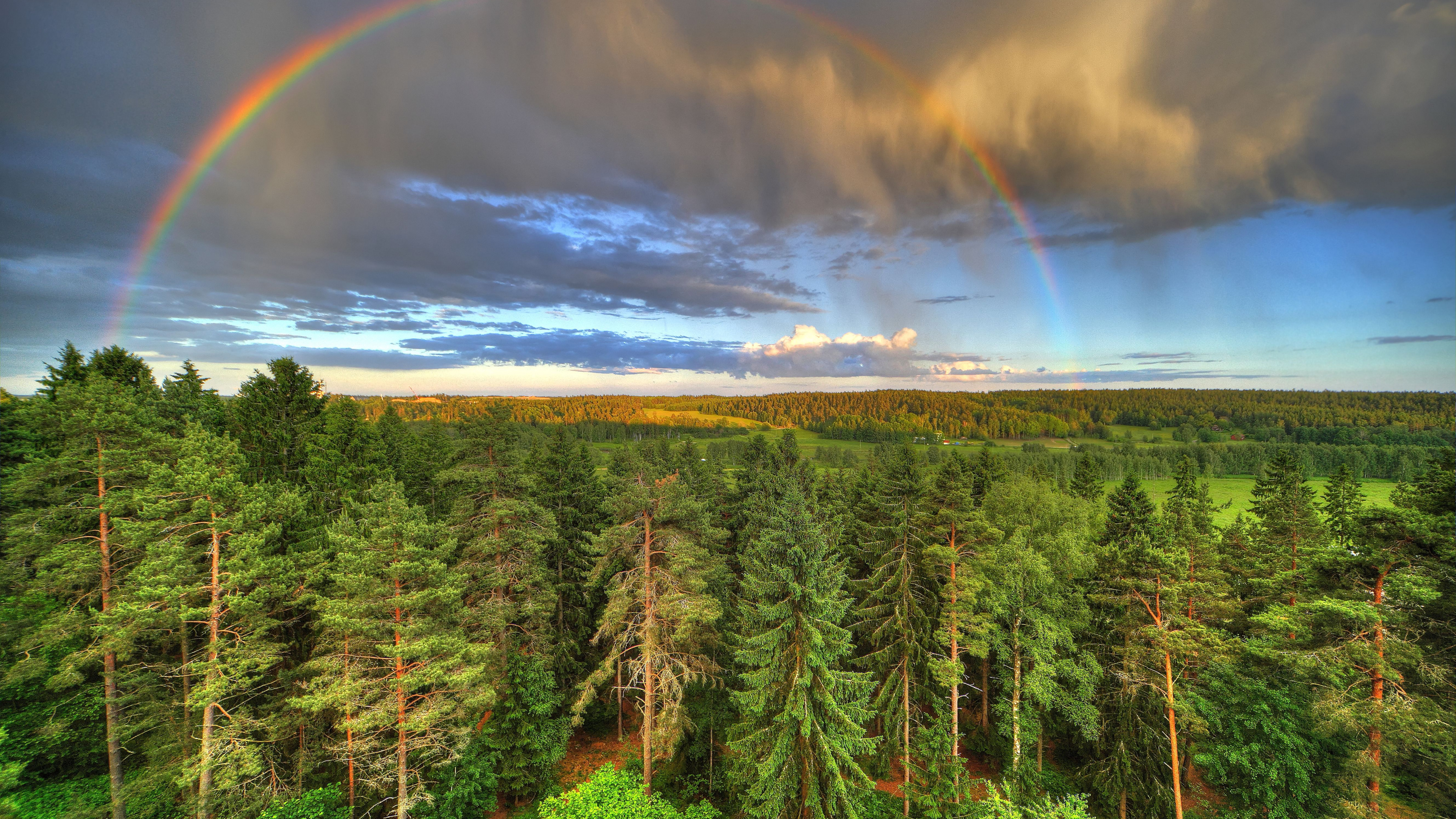 Green Pine Trees Under Rainbow and Blue Sky. Wallpaper in 3840x2160 Resolution