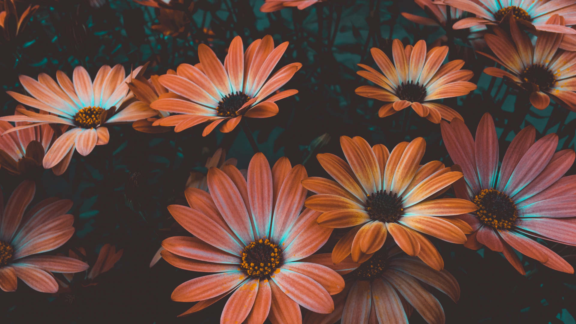Red and White Daisy Flowers. Wallpaper in 1920x1080 Resolution