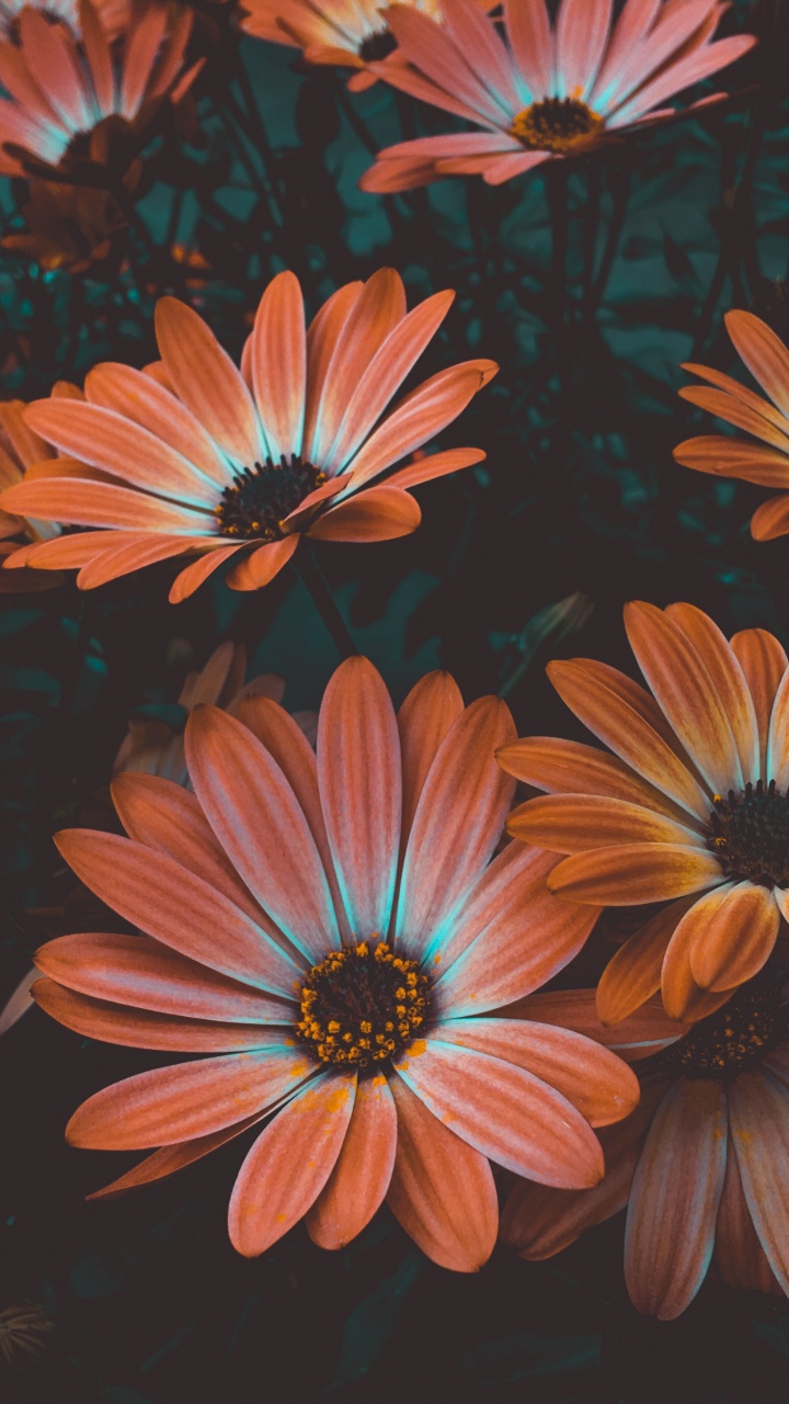 Red and White Daisy Flowers. Wallpaper in 720x1280 Resolution