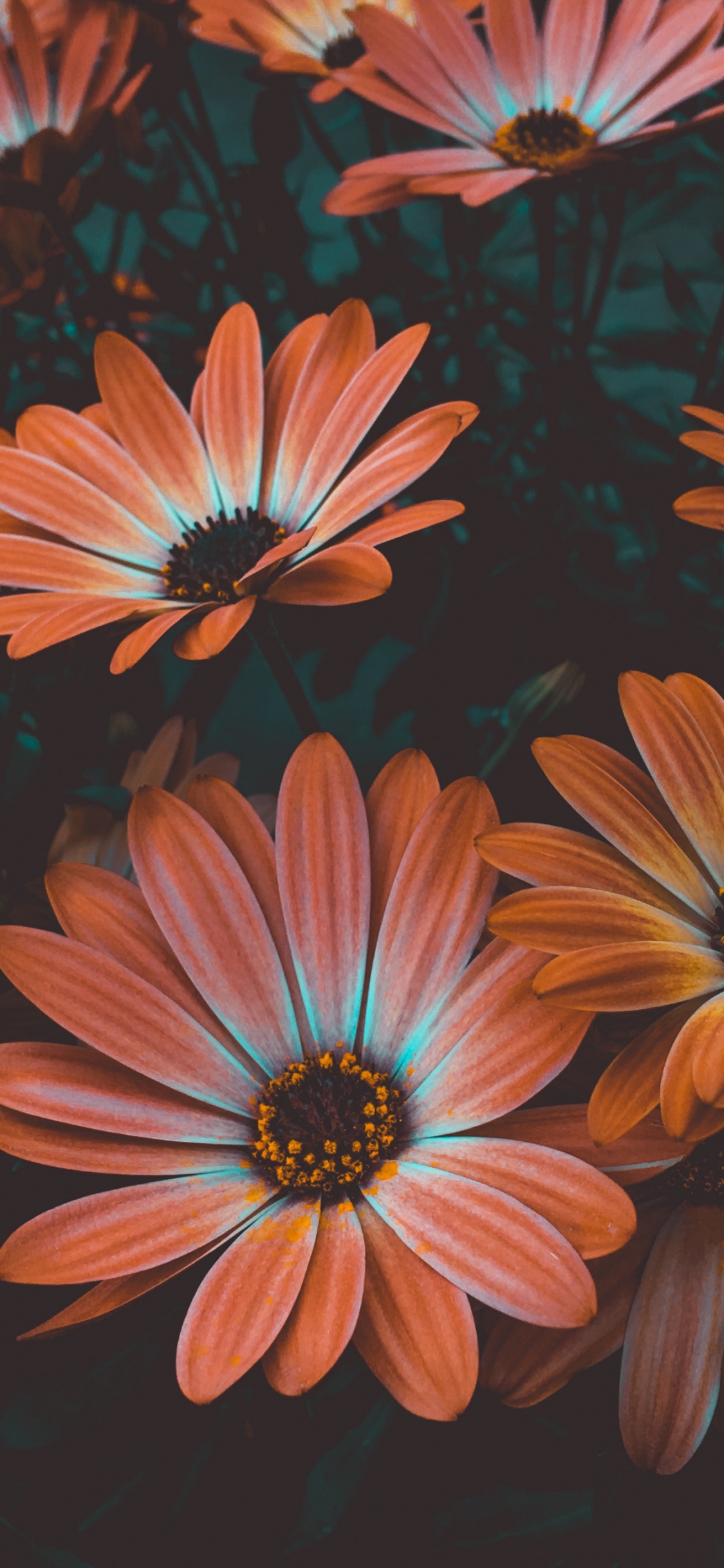 Fleurs de Marguerite Rouges et Blanches. Wallpaper in 1125x2436 Resolution