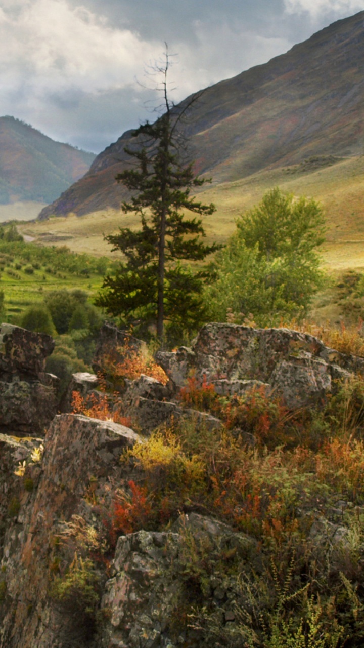 Green Trees on Brown Rocky Mountain During Daytime. Wallpaper in 720x1280 Resolution