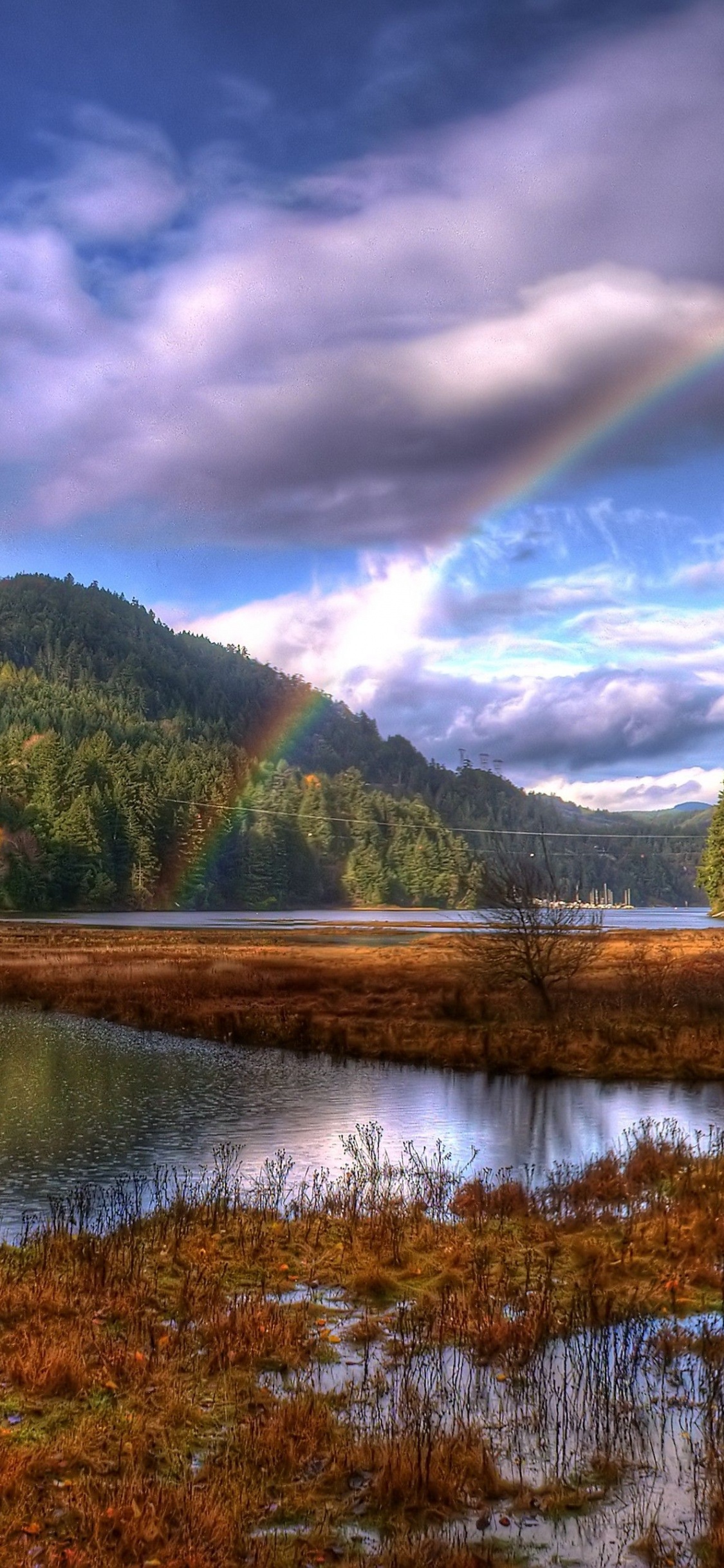 Arbres Verts Près du Lac Sous Ciel Bleu Pendant la Journée. Wallpaper in 1125x2436 Resolution