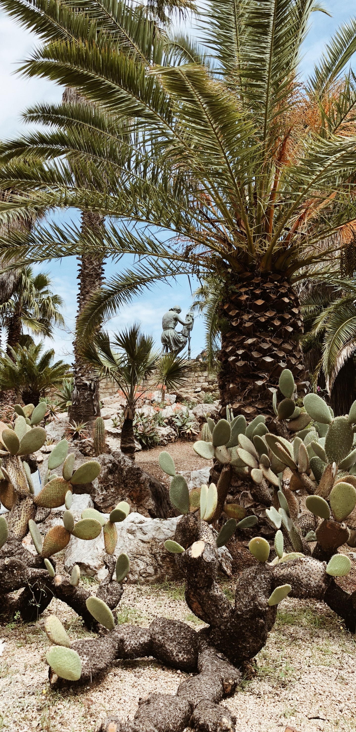 Végétation, Biome, Les Landes, Palmiers à Huile, Écologie. Wallpaper in 1440x2960 Resolution