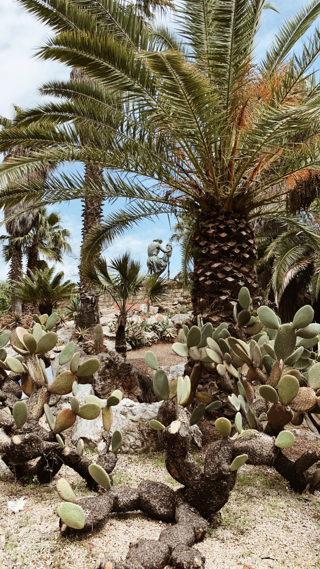 Vegetation, Biome, Shrubland, Oil Palms, Ecology. Wallpaper in 1080x1920 Resolution