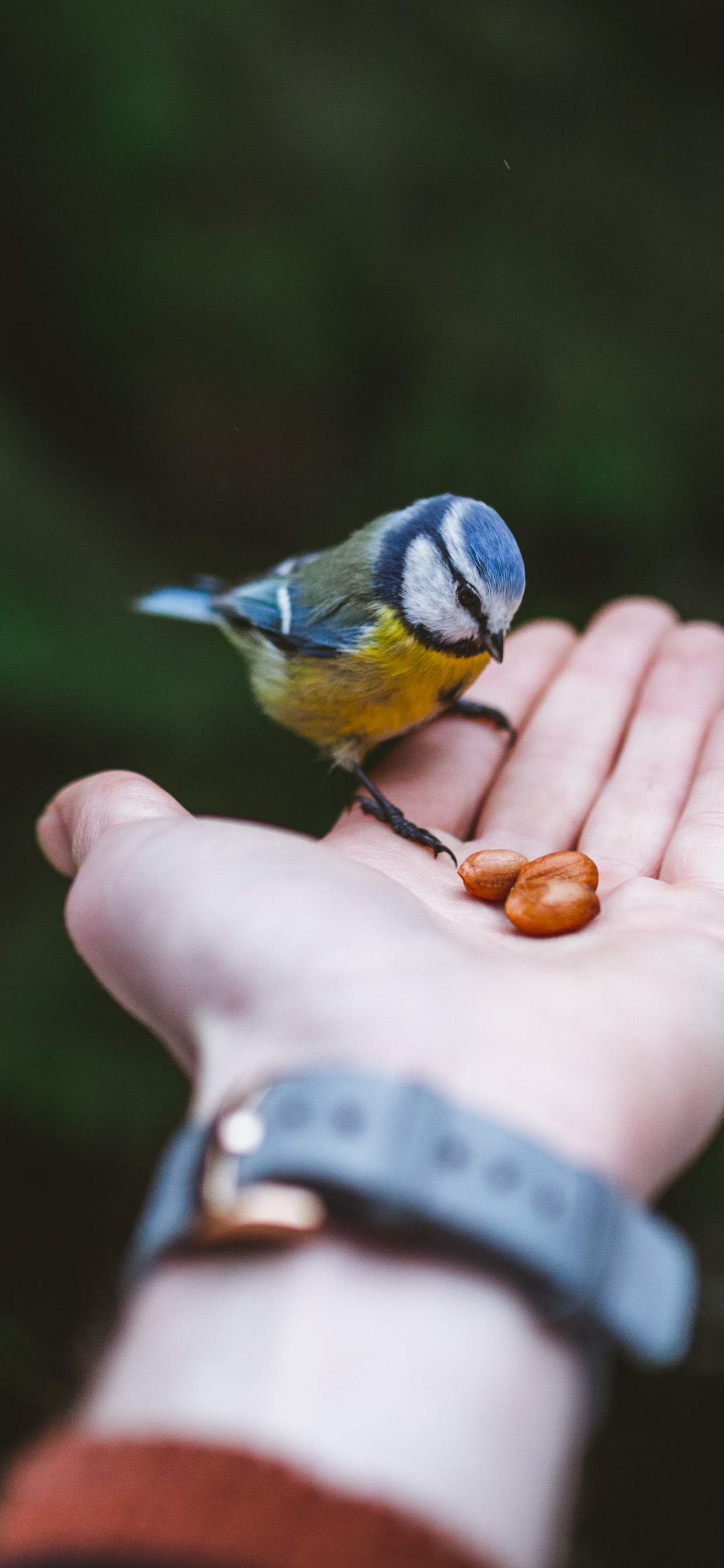 Person Mit Blauem Und Gelbem Vogel Holding. Wallpaper in 1242x2688 Resolution