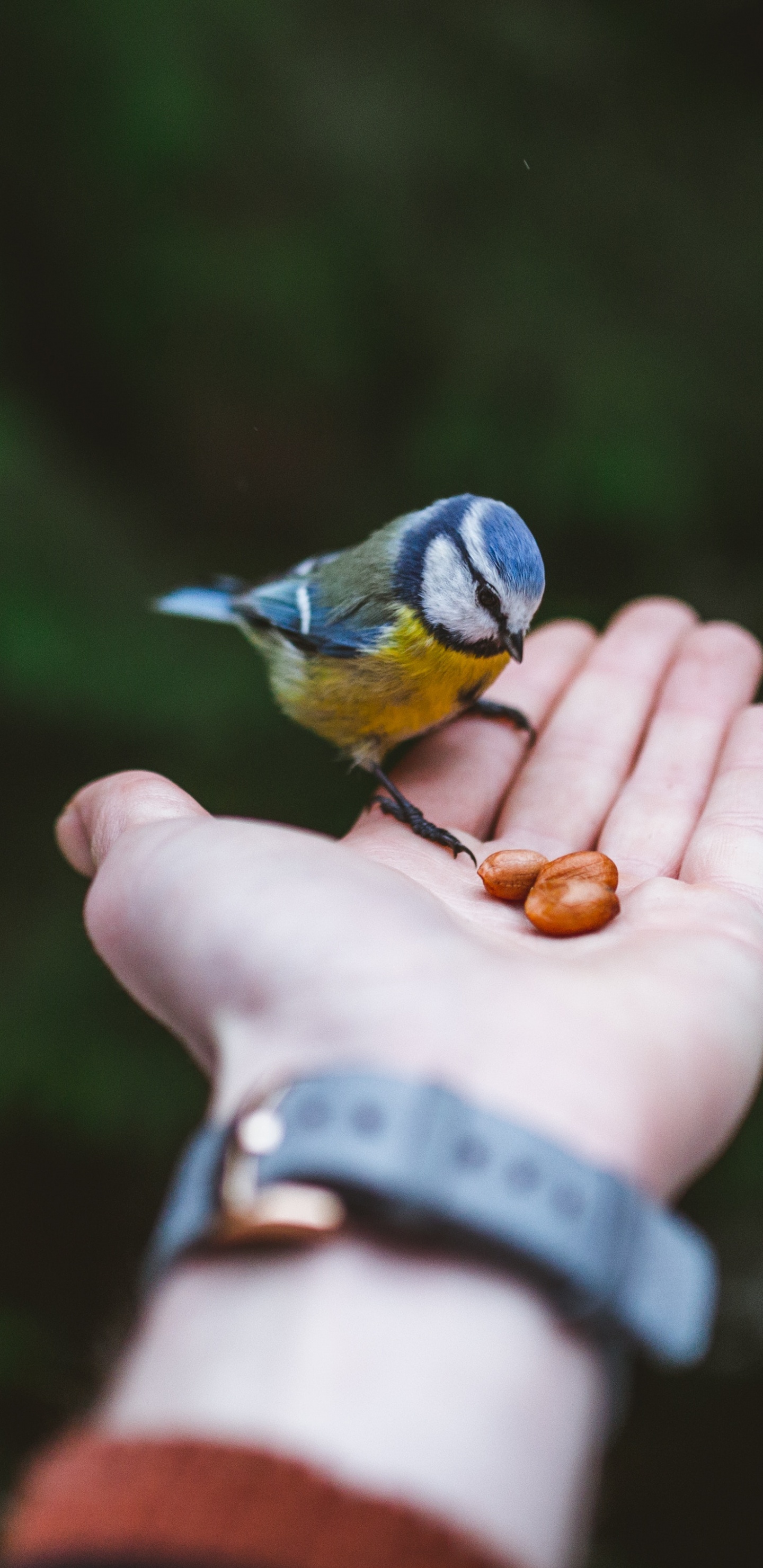 Person Mit Blauem Und Gelbem Vogel Holding. Wallpaper in 1440x2960 Resolution