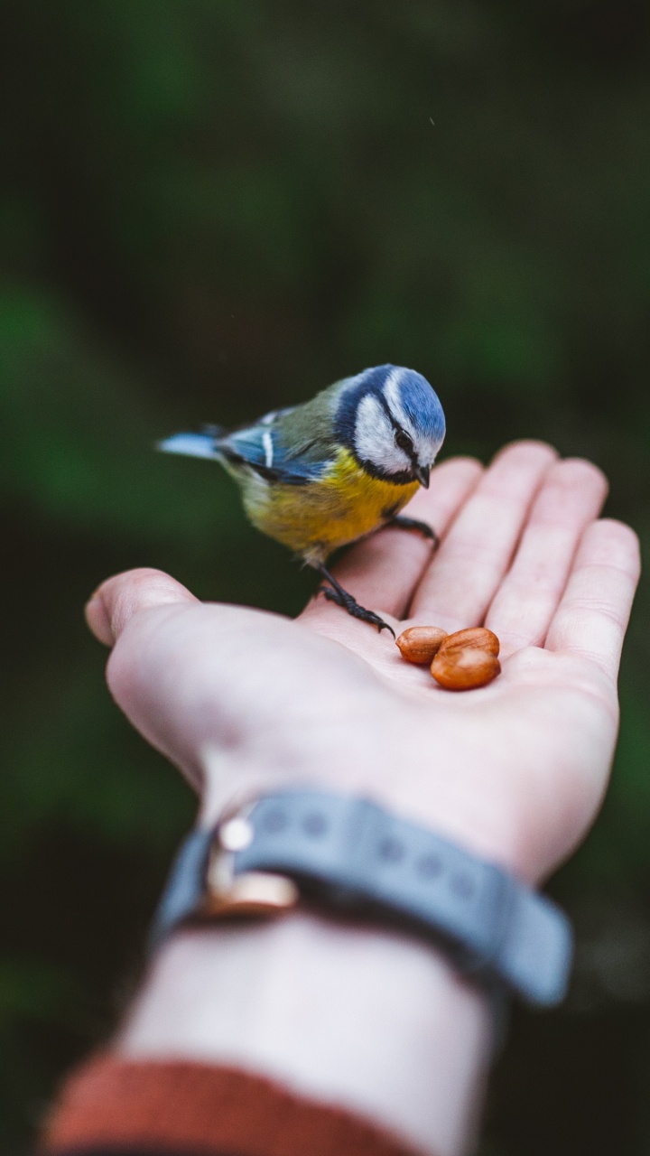 Person Mit Blauem Und Gelbem Vogel Holding. Wallpaper in 720x1280 Resolution