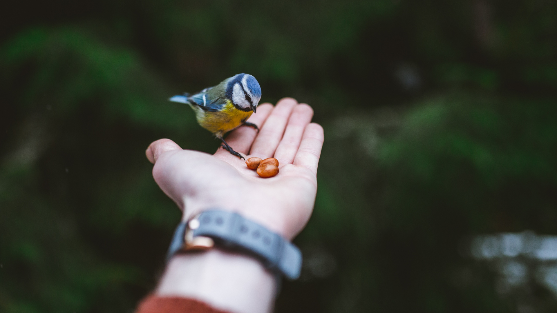 Person Holding Blue and Yellow Bird. Wallpaper in 1920x1080 Resolution