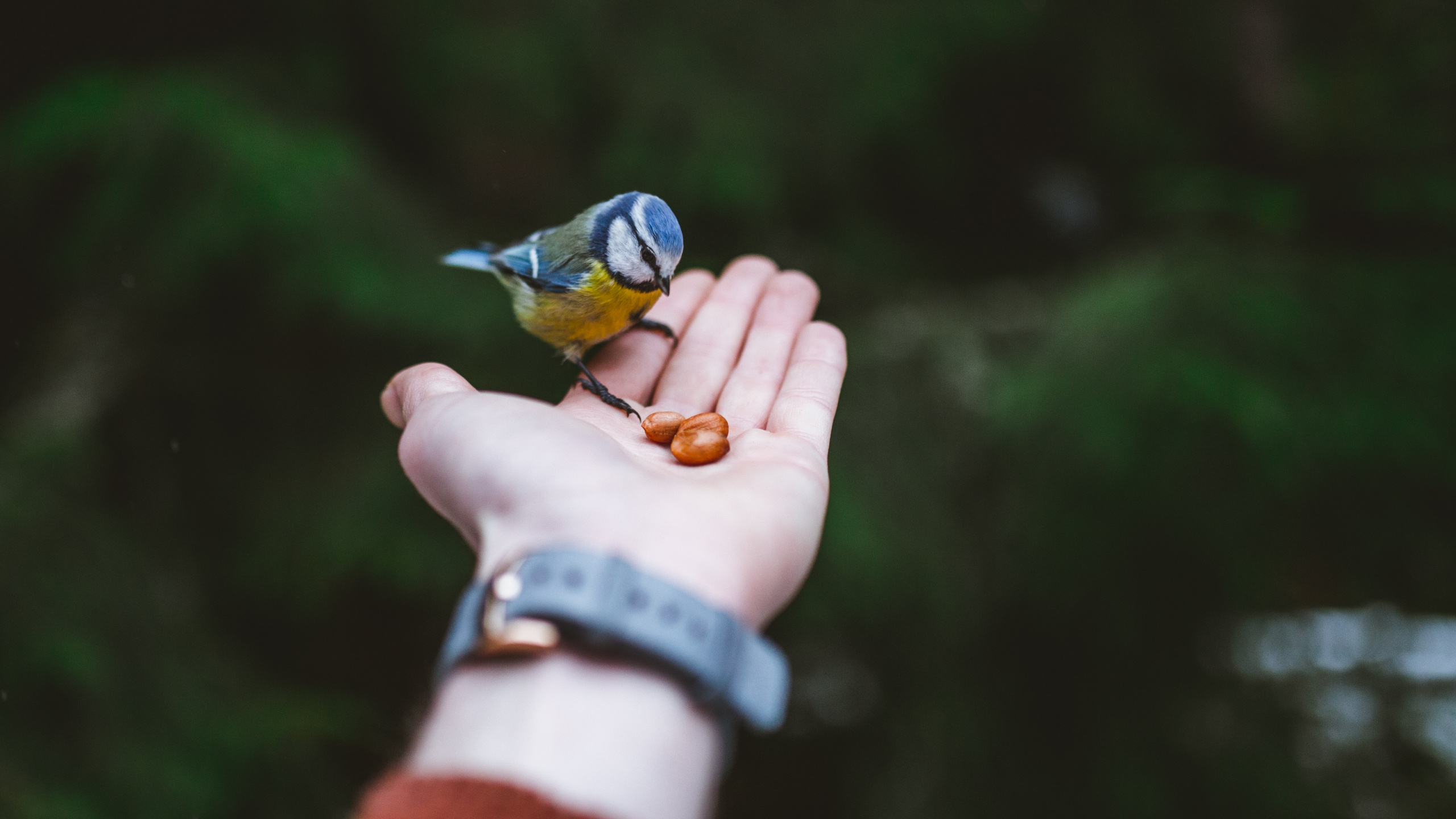 Person Holding Blue and Yellow Bird. Wallpaper in 2560x1440 Resolution