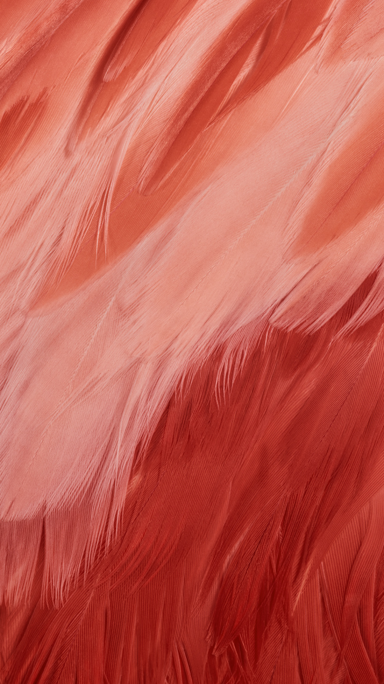 像素7, 谷歌, 像素6a, 像素8, 谷歌像素XL 壁纸 750x1334 允许