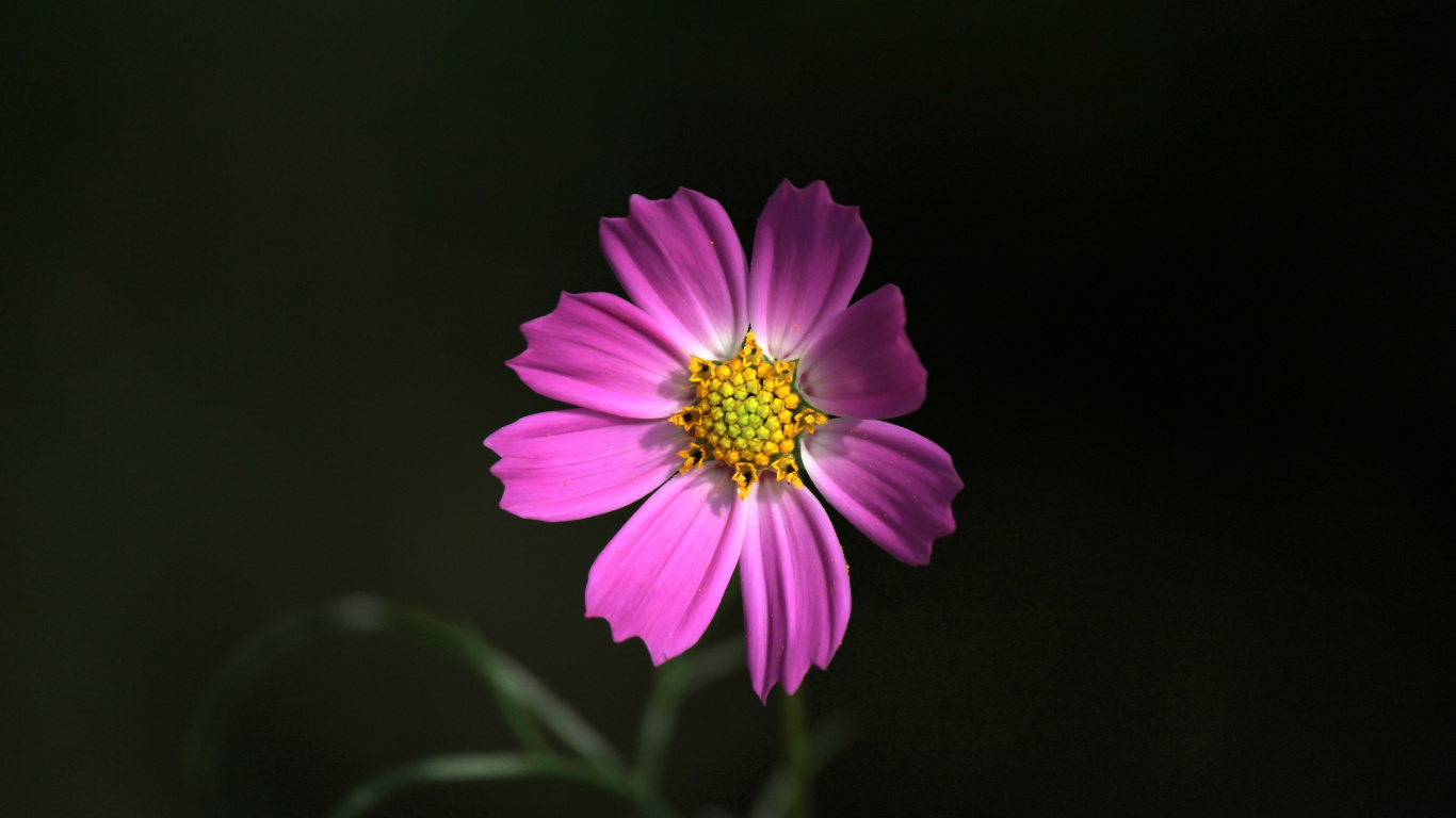 Lila Blume Auf Schwarzem Hintergrund. Wallpaper in 1366x768 Resolution