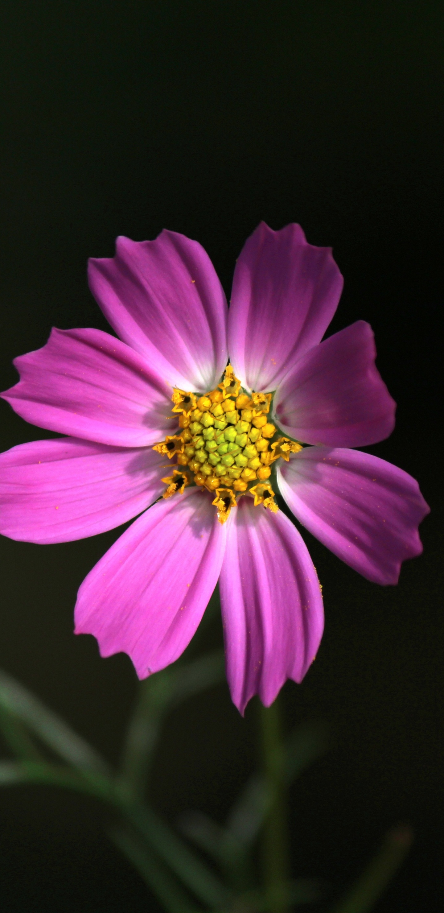 Purple Flower in Black Background. Wallpaper in 1440x2960 Resolution