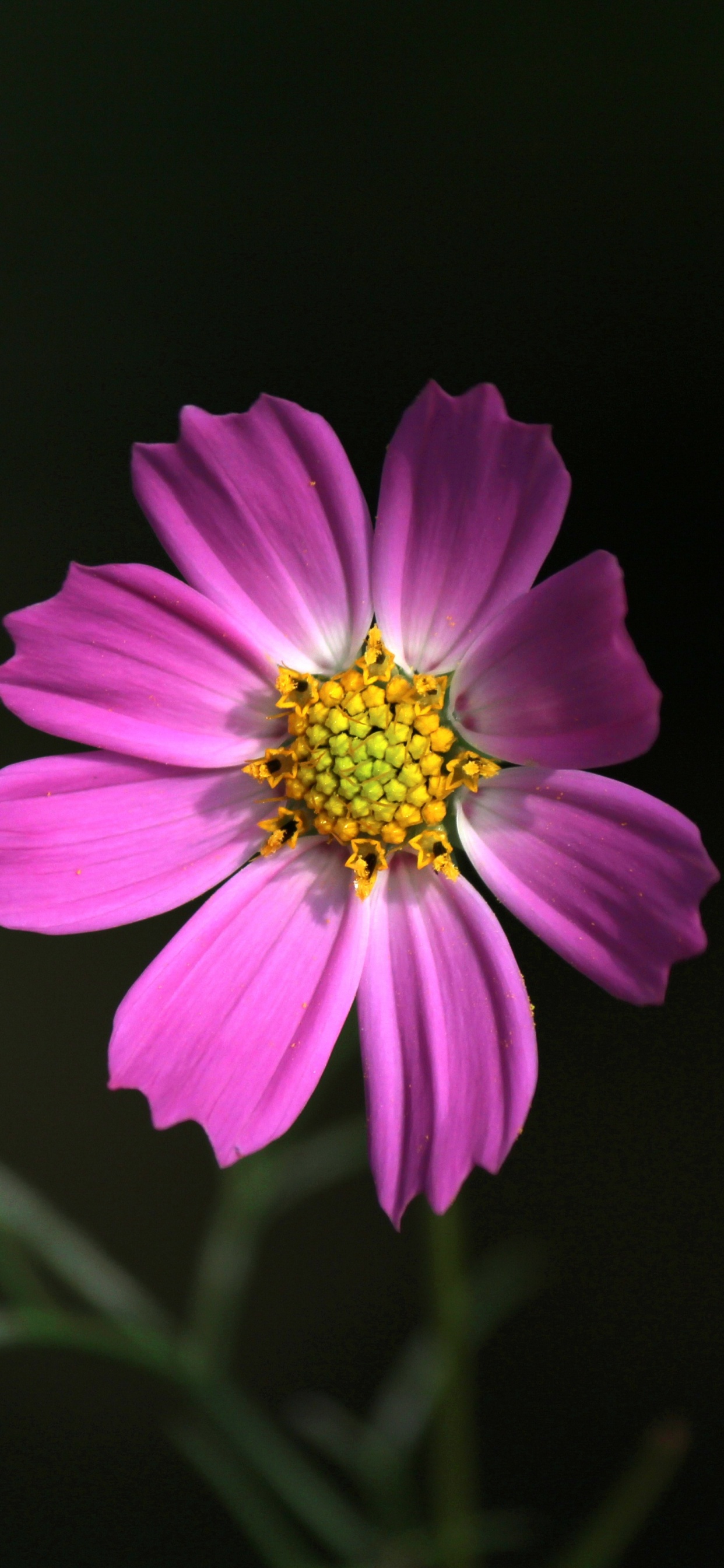 Flor Morada en Fondo Negro. Wallpaper in 1242x2688 Resolution