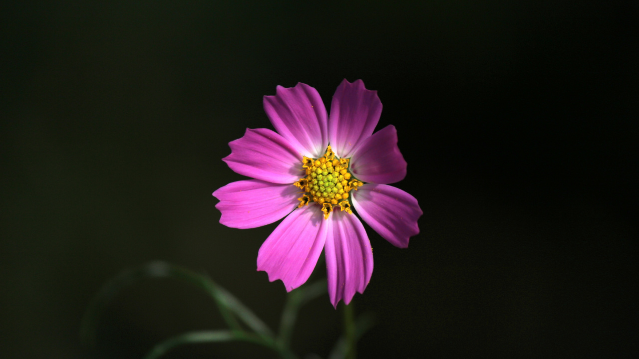 Fleur Violette Sur Fond Noir. Wallpaper in 1280x720 Resolution