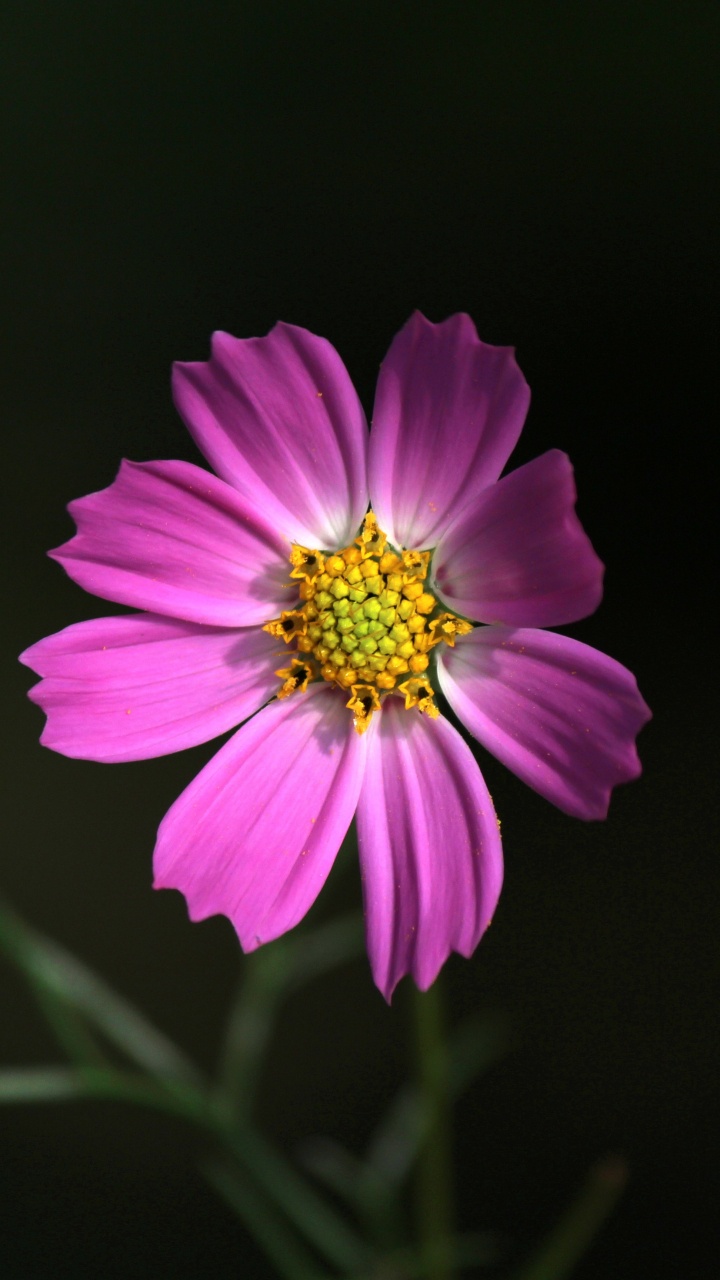 Fleur Violette Sur Fond Noir. Wallpaper in 720x1280 Resolution