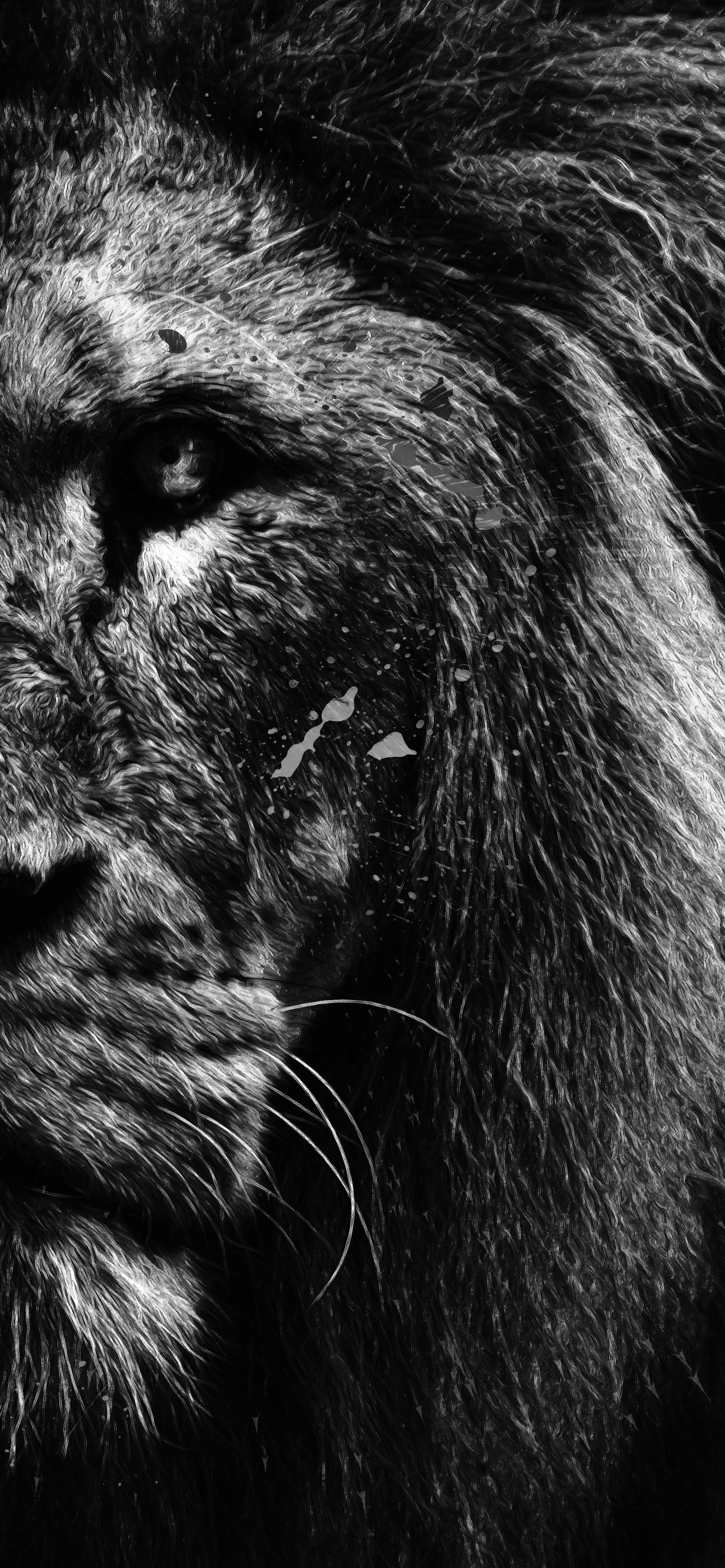 100 Black And White Lion Wallpapers  Wallpaperscom