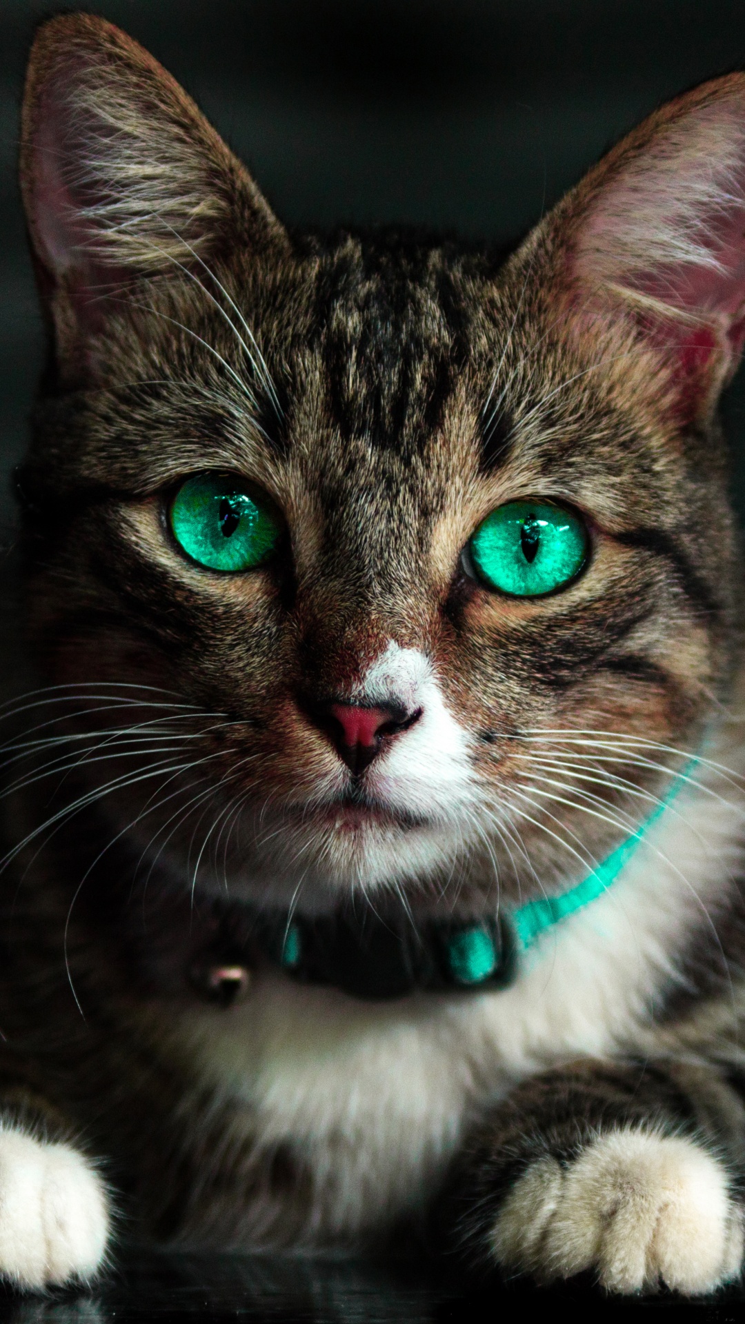 Chat Tigré Brun Avec Collier Vert. Wallpaper in 1080x1920 Resolution