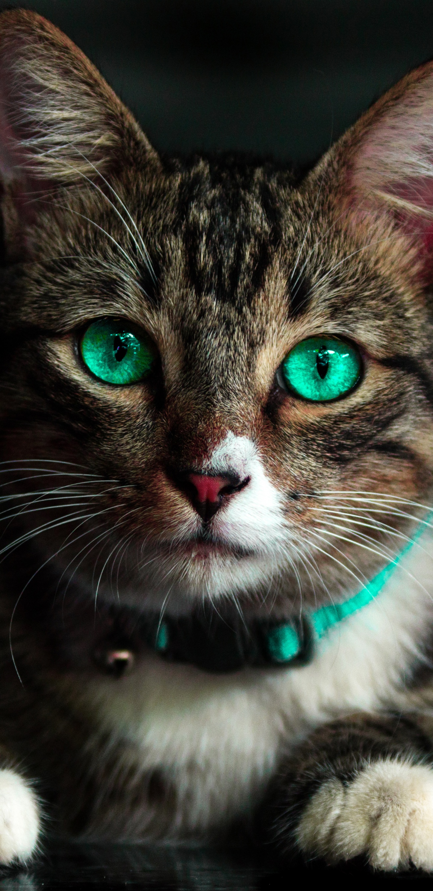 Gato Atigrado Marrón Con Collar Verde. Wallpaper in 1440x2960 Resolution