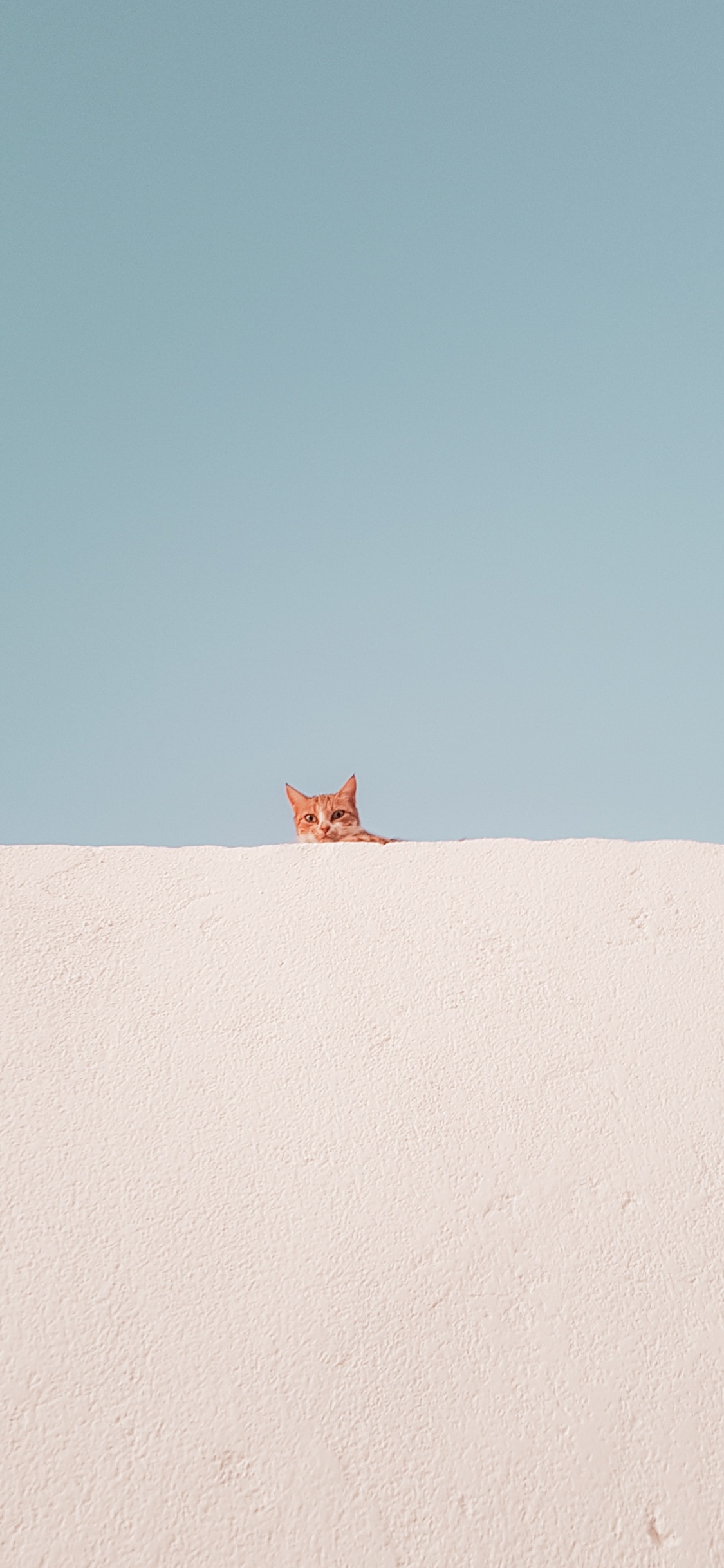 猫科, 天空, 米色, 地平线, 自然环境 壁纸 1125x2436 允许