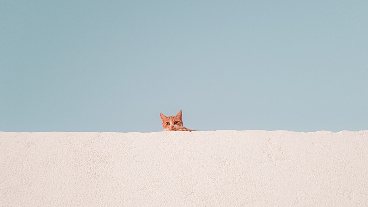猫科, 天空, 米色, 地平线, 自然环境 壁纸 1280x720 允许