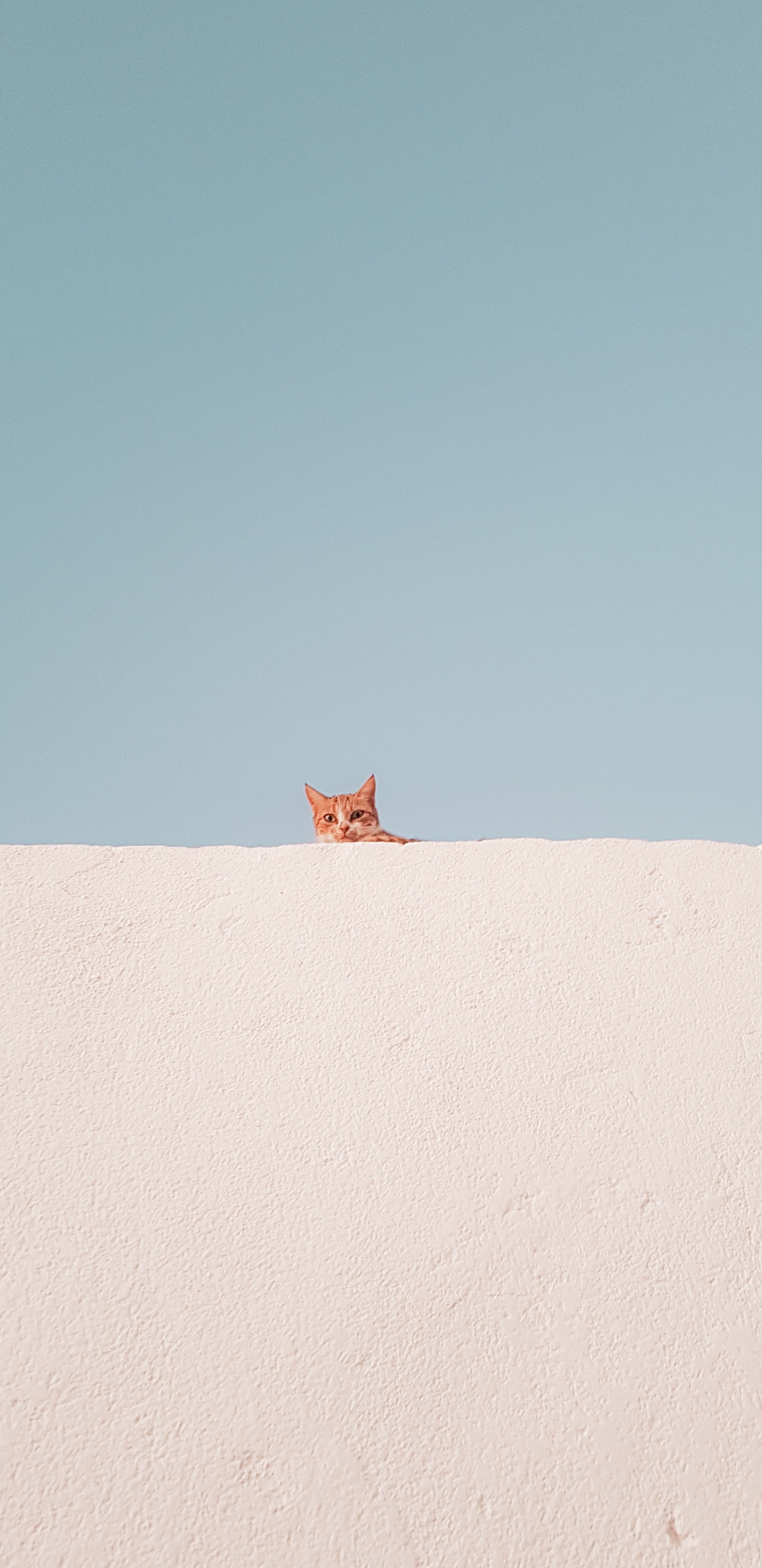 Zorro Marrón Sobre Arena Blanca Durante el Día. Wallpaper in 1440x2960 Resolution