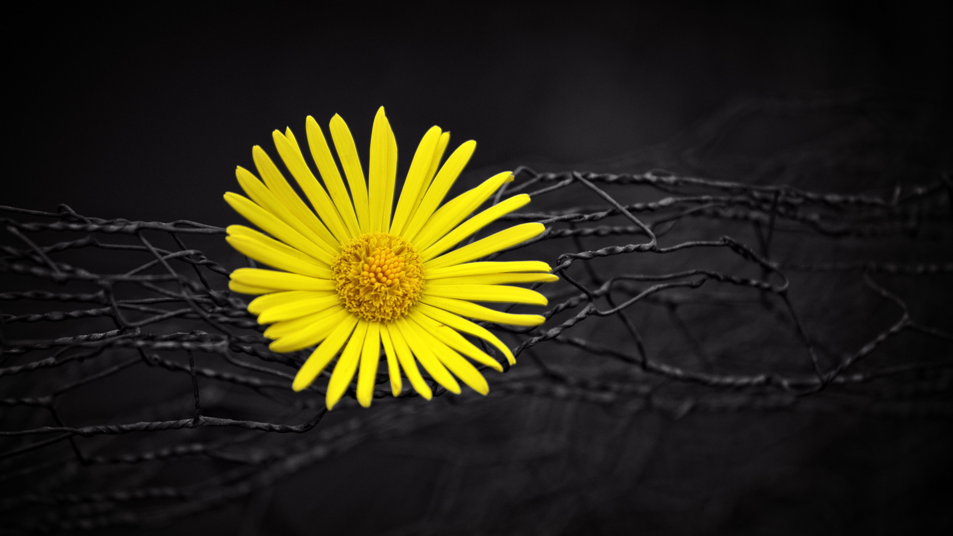 Yellow Daisy in Bloom in Close up Photography. Wallpaper in 1920x1080 Resolution